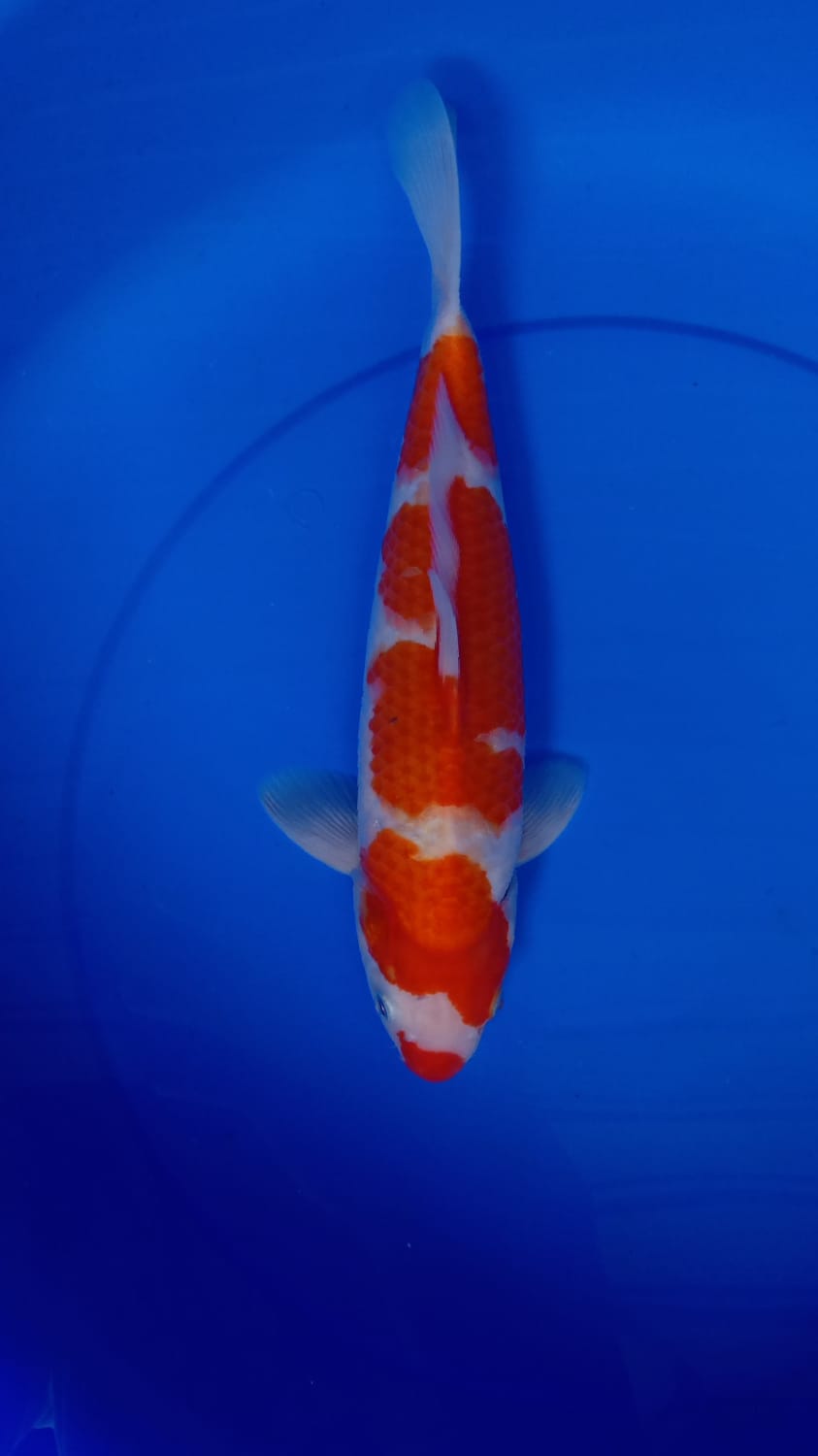 KOHAKU KUCIBENI 34cm