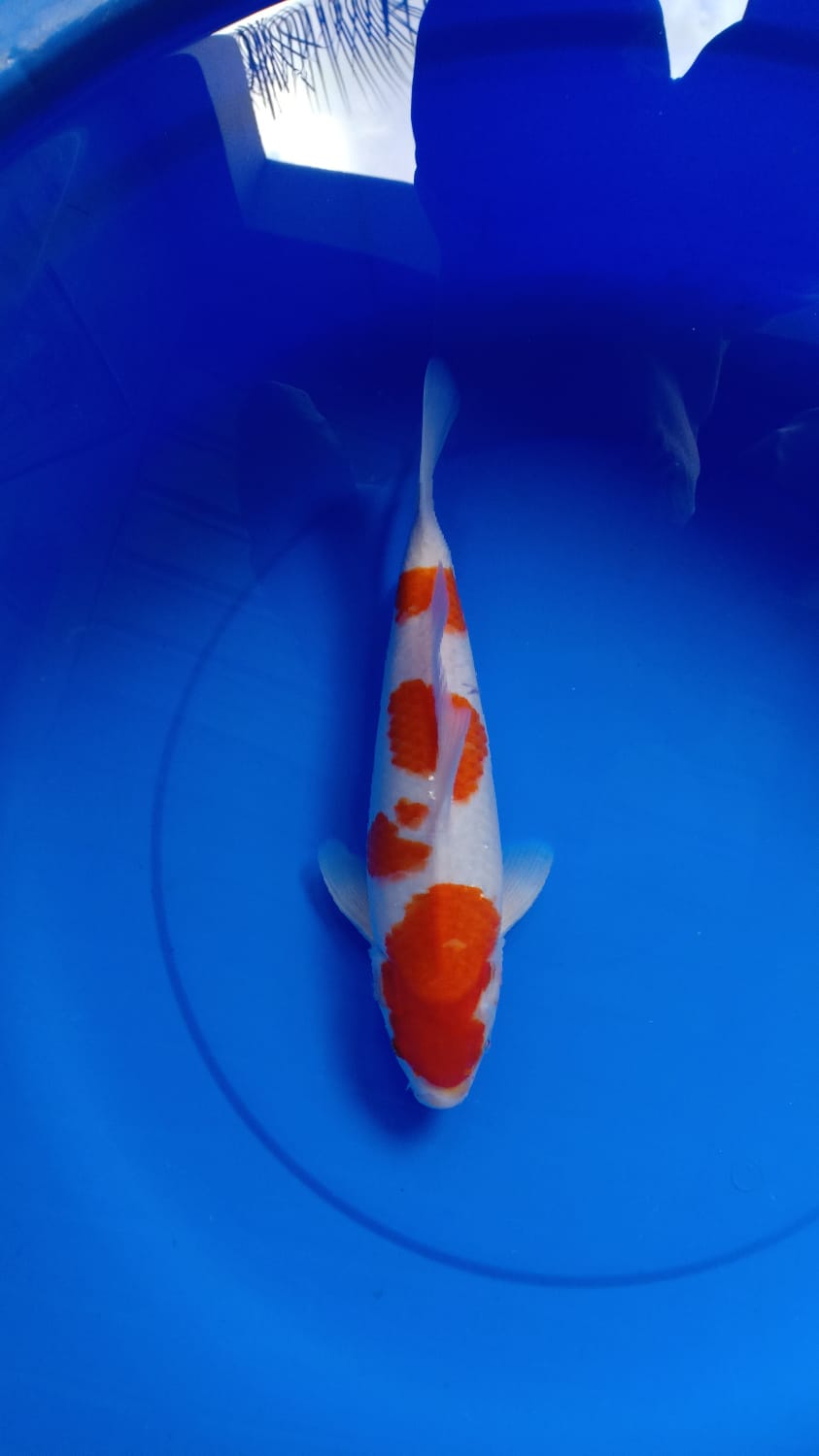 YONDAN KOHAKU 34cm
