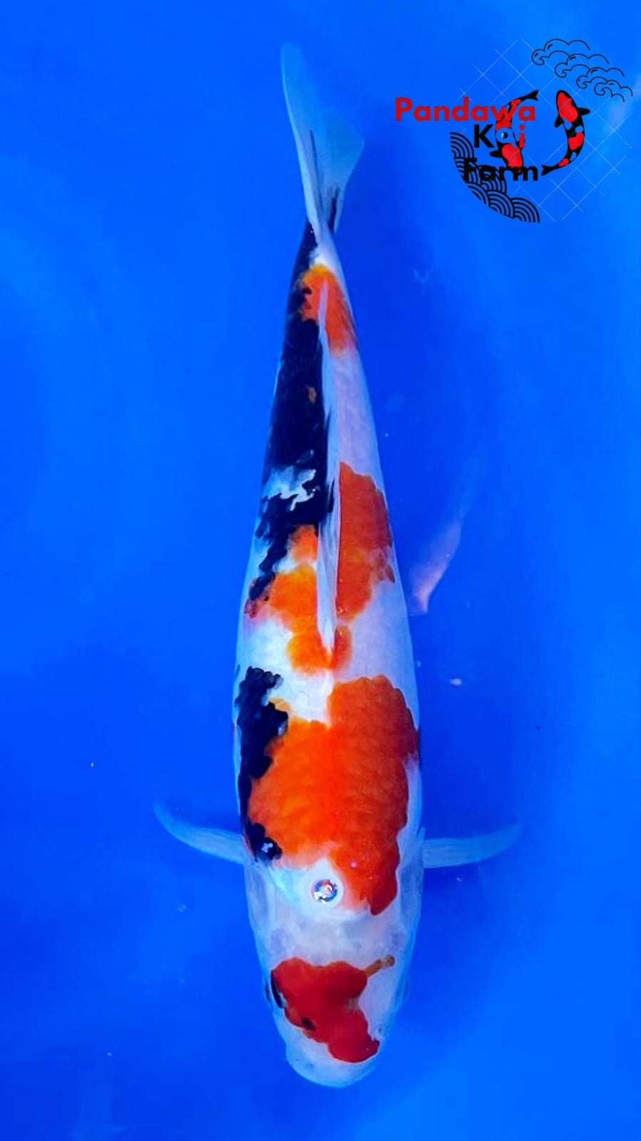 SHOWA KINDAI 35cm