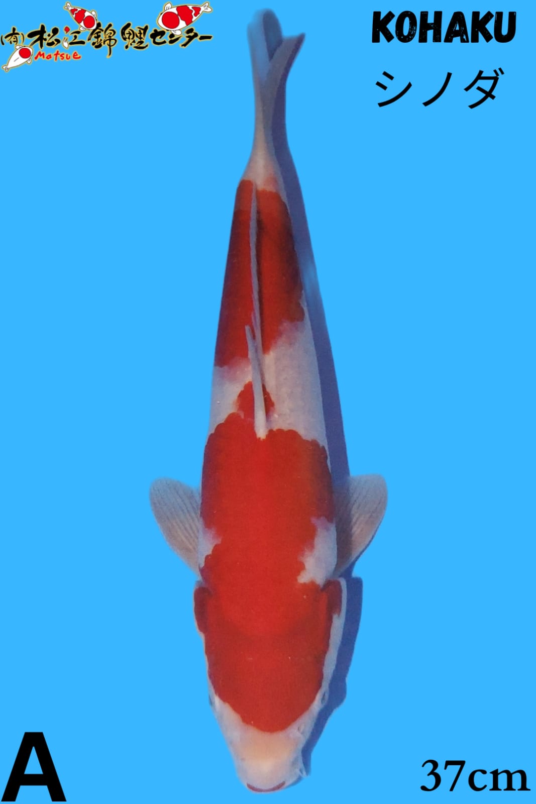 KOHAKU 37cm MATSUE KOI FARM