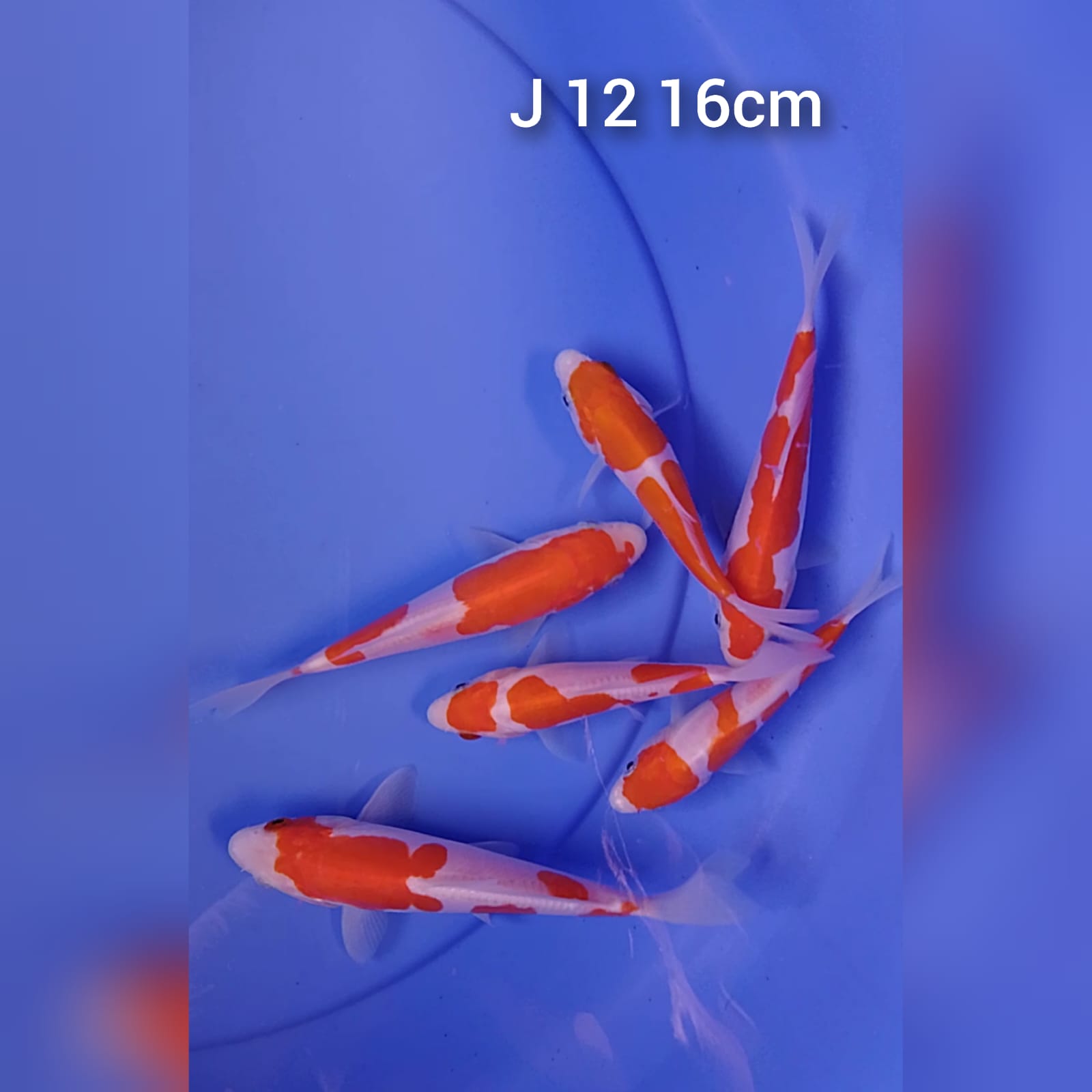 KOHAKU DOITSHU MURNI 12 16cm