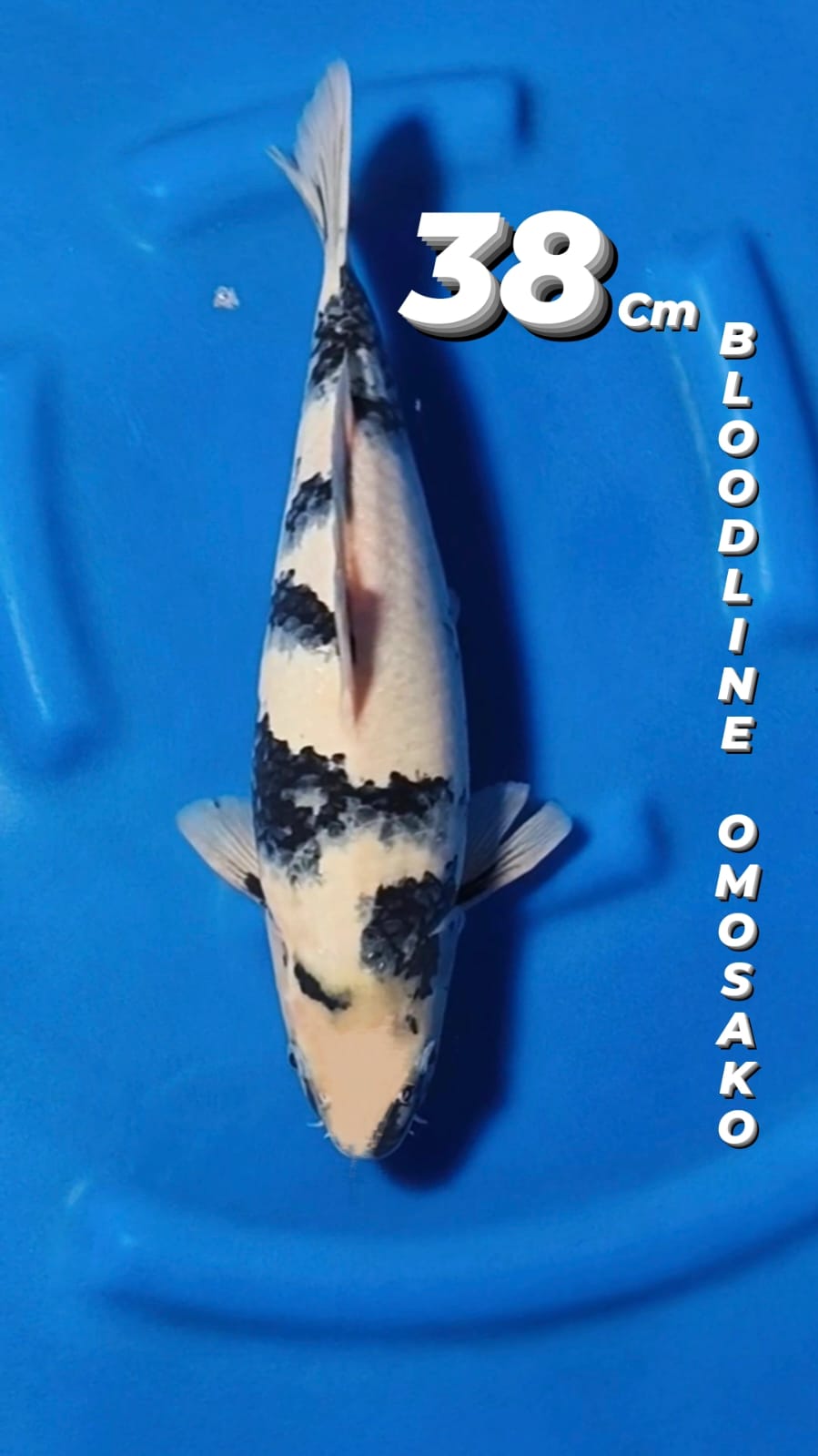 SHIRO TATEGOI BLOODLINE OMOSAKO JANTAN BODY PROPER 38cm