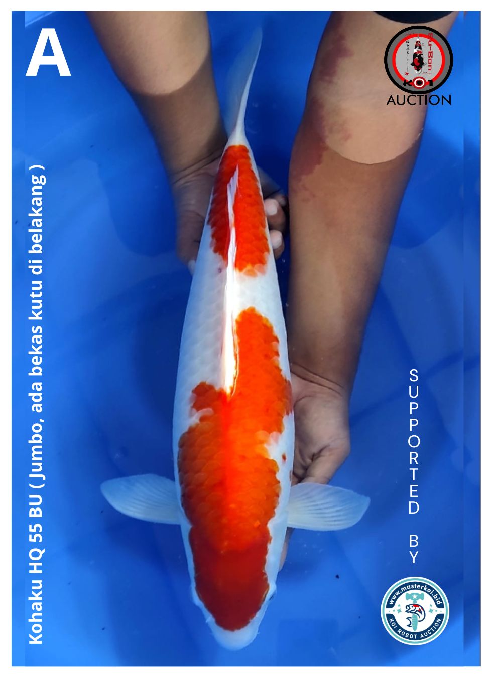 KOHAKU HQ 55BU ( JUMBO, ADA BEKAS KUTU DI BELAKANG )