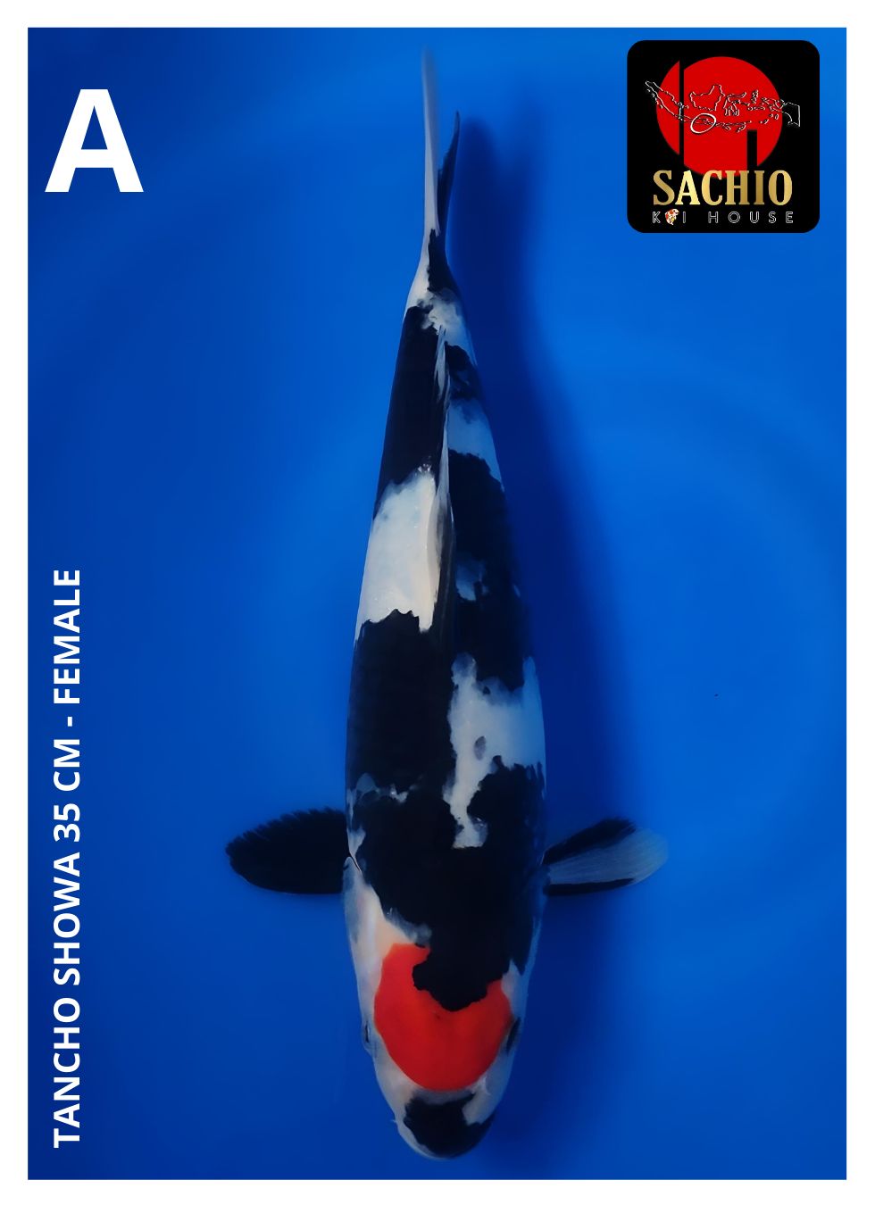 TANCHO SHOWA 35cm