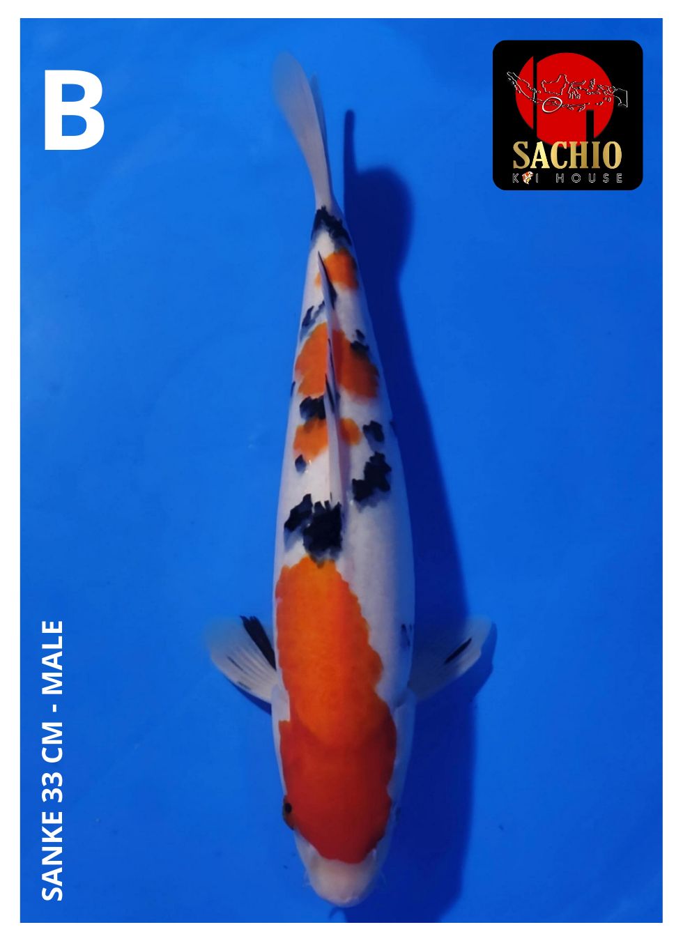 SANKE 33cm