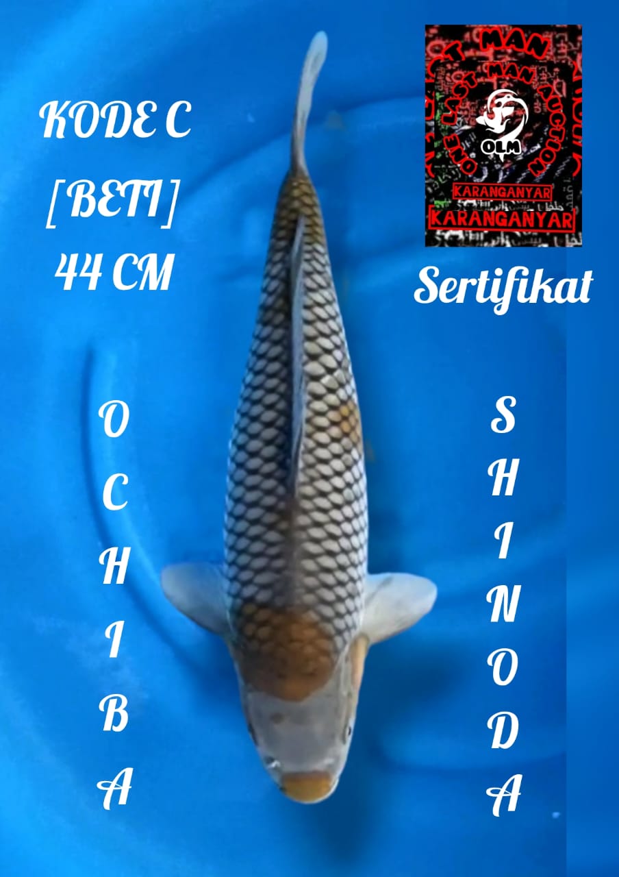 OCHIBA SERTIFIKAT SHINODA 44cm