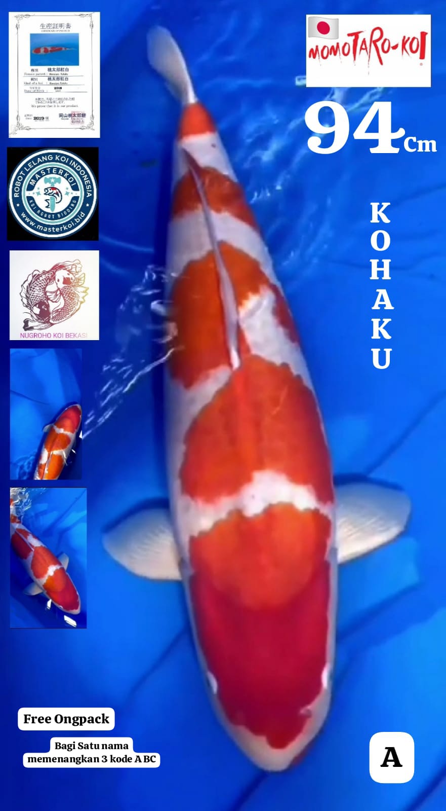 SPESIAL BIG SIZE KOHAKU MOMOTARO IMPORT 94cm