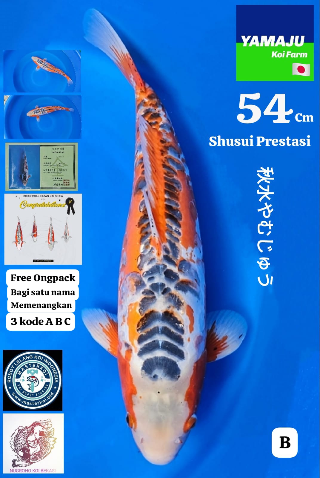 SPESIAL PRESTASI SHUSUI LIMITED EDITION YAMAJU IMPORT 54cm