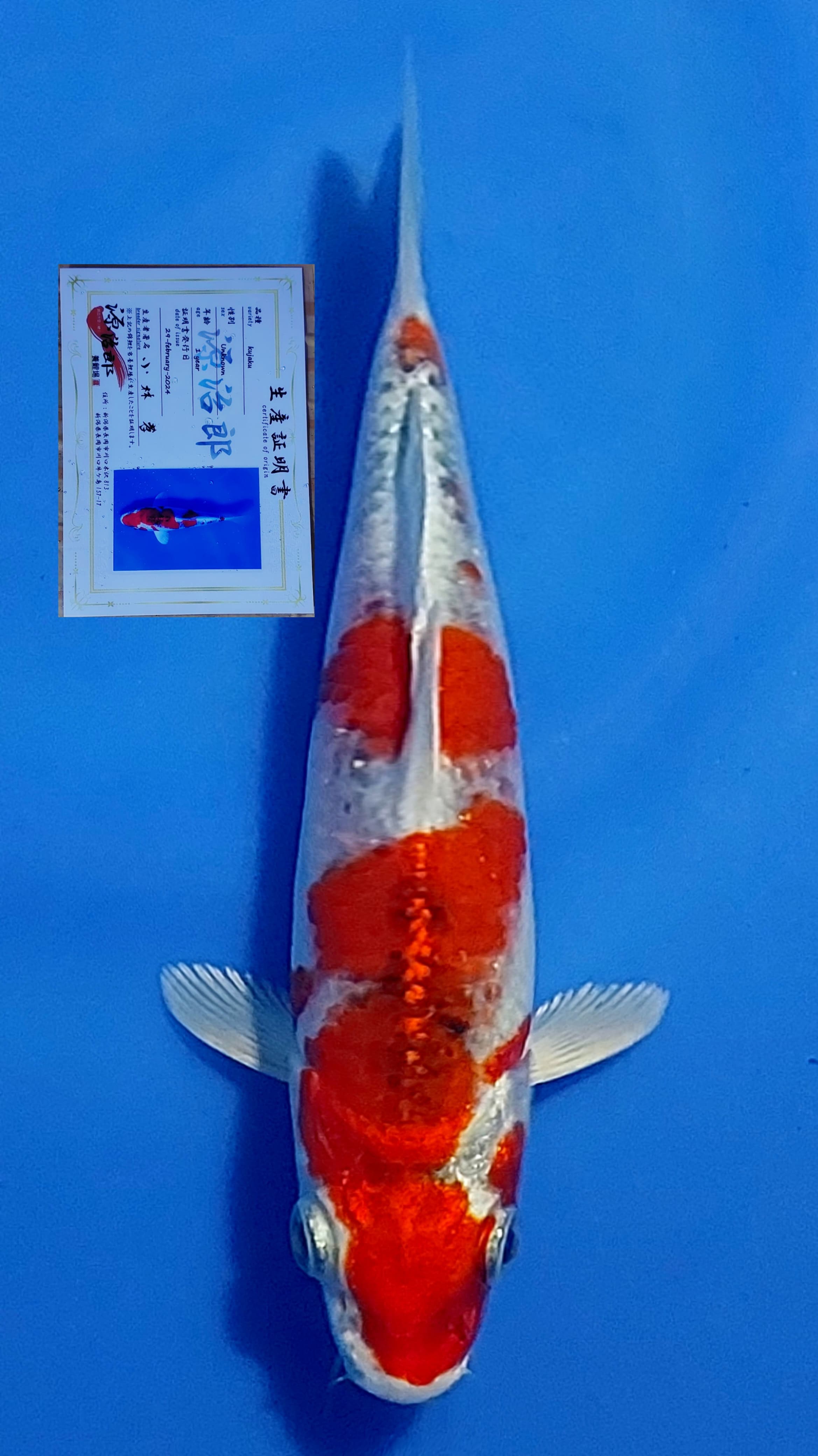 IMPORT KUJAKU RED 15cm