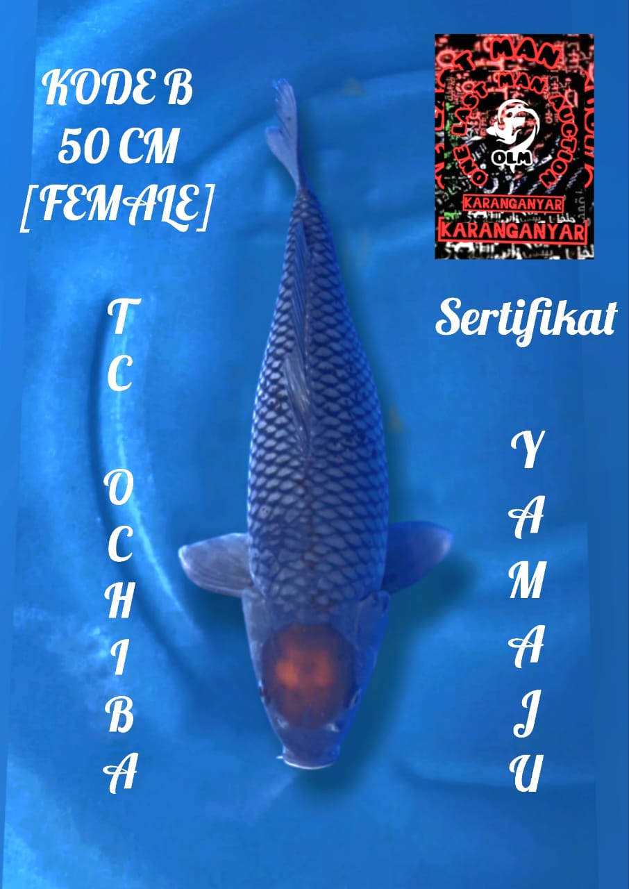 Ikan Koi TANCHO OCHIBA SERTIFIKAT YAMAJU KOI FARM JAPAN 50cm, lelang koi TANCHO OCHIBA SERTIFIKAT YAMAJU KOI FARM JAPAN 50cm, jual koi TANCHO OCHIBA SERTIFIKAT YAMAJU KOI FARM JAPAN 50cm, beli koi TANCHO OCHIBA SERTIFIKAT YAMAJU KOI FARM JAPAN 50cm, Lelang Koi Online, Jual Beli Ikan Koi, Pusat Jual Beli Koi, Info Lelang Koi Hari Ini, Platform Jual Beli Koi, Jual Beli Ikan Koi Online, Marketplace Ikan Koi, Jual Koi Terbaik, Tempat Beli Koi Berkualitas, Pasar Ikan Koi Online Terpercaya, Penjual Ikan Koi Terpercaya, Beli Koi Hias Online, Ikan Koi untuk Dijual, Koi Kualitas Terbaik, Toko Online Ikan Koi, Koi Hias Untuk Dijual, Jual Beli Ikan Koi Lokal, Koi Indonesia Online, Pusat Jual Beli Koi Terbesar