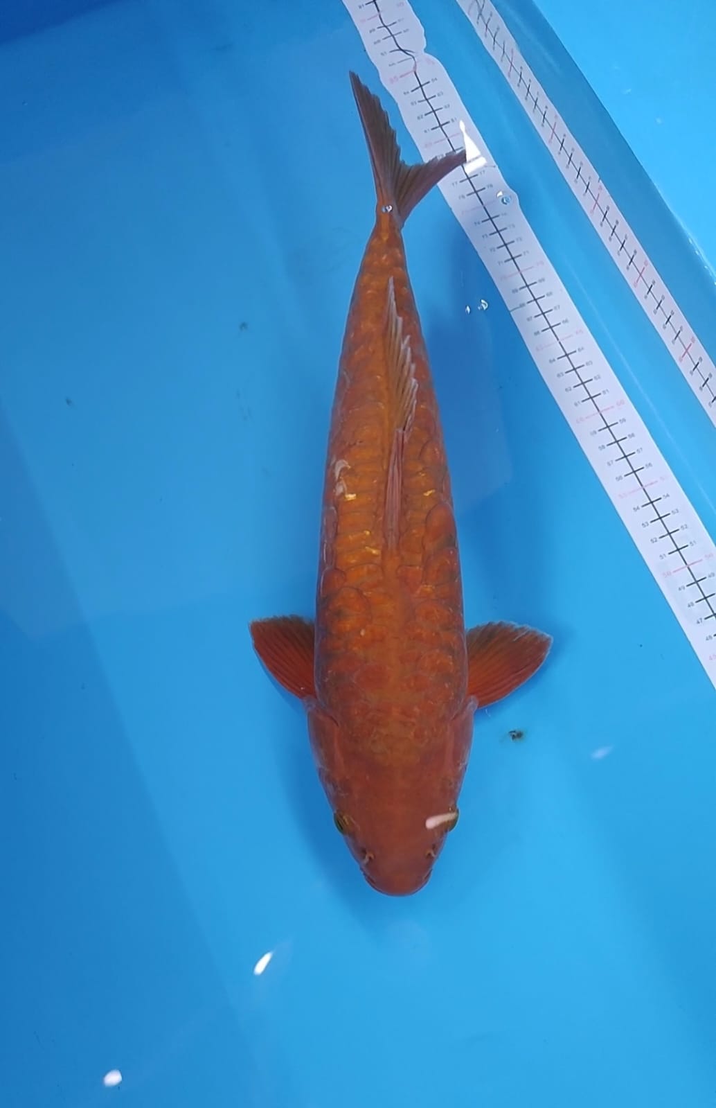 CAGOI ARAGOKE MERAH BATA BODI BADAK 42cm