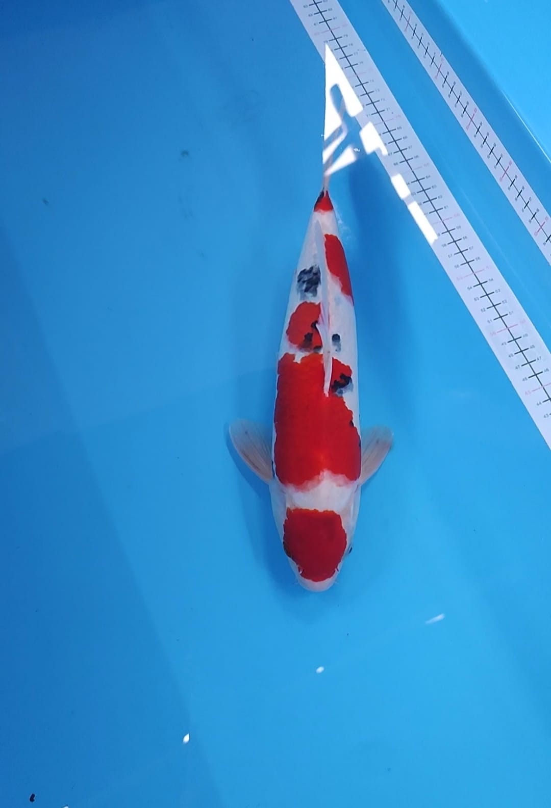 MARUTEN SANKE SUBOSUMI BODY SUPER 34cm