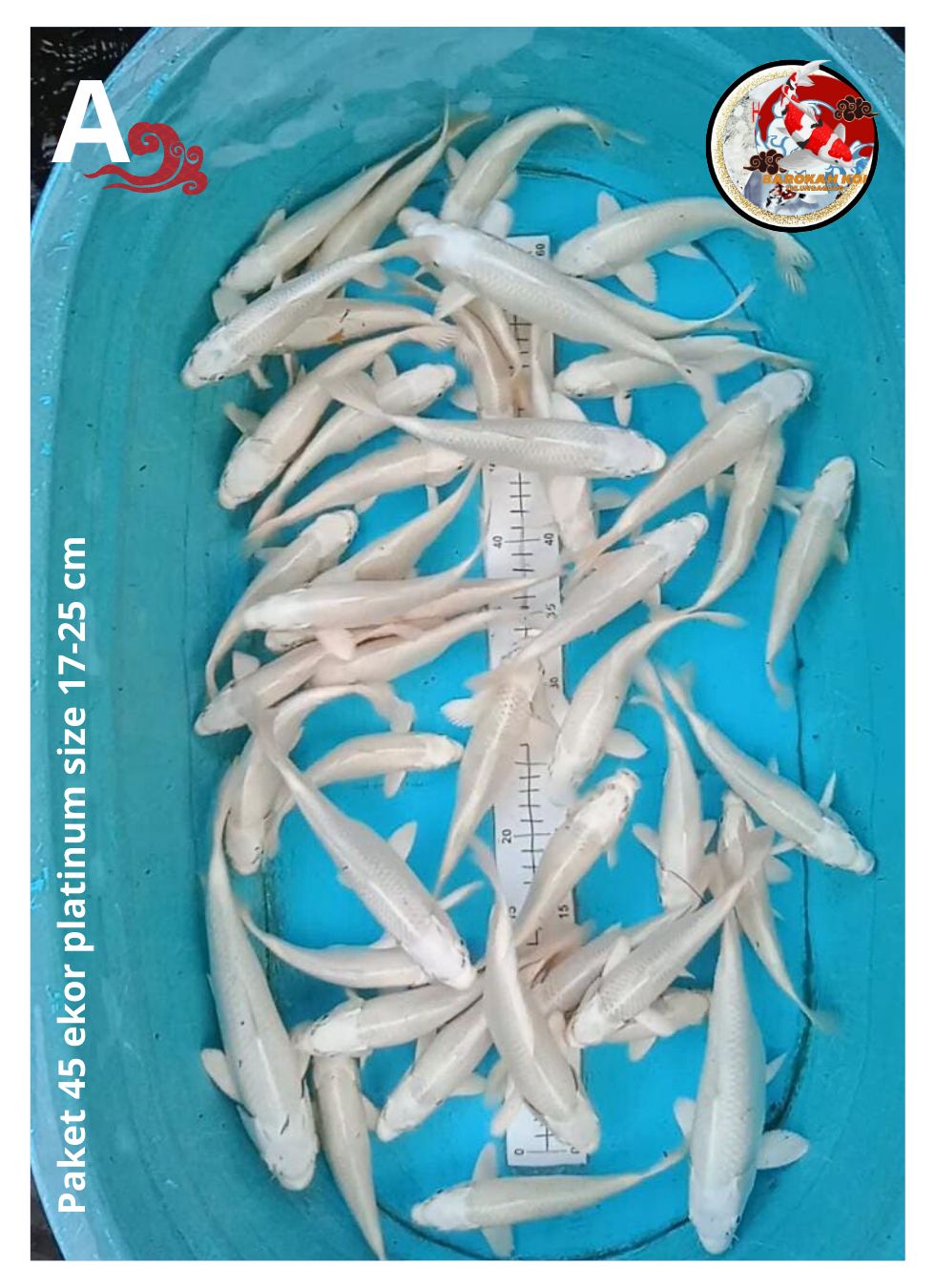 Lelang Koi Online, Jual Beli Ikan Koi, Pusat Jual Beli Koi, Info Lelang Koi Hari Ini, Platform Jual Beli Koi, Jual Beli Ikan Koi Online, Marketplace Ikan Koi, Jual Koi Terbaik, Tempat Beli Koi Berkualitas, Pasar Ikan Koi Online Terpercaya, Penjual Ikan Koi Terpercaya, Beli Koi Hias Online, Ikan Koi untuk Dijual, Koi Kualitas Terbaik, Toko Online Ikan Koi, Koi Hias Untuk Dijual, Jual Beli Ikan Koi Lokal, Koi Indonesia Online, Pusat Jual Beli Koi Terbesar