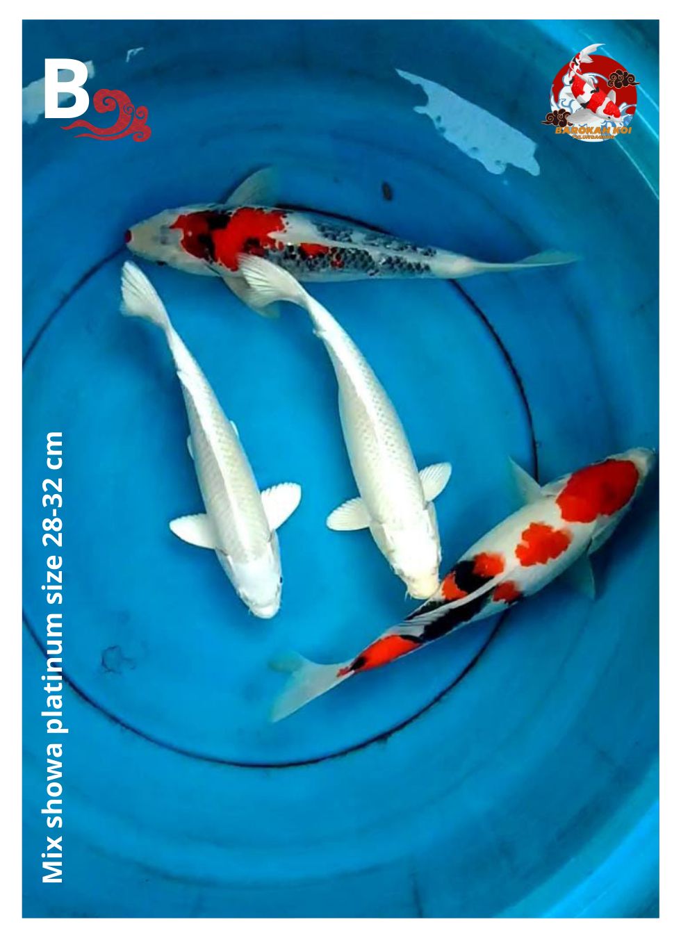 Lelang Koi Online, Jual Beli Ikan Koi, Pusat Jual Beli Koi, Info Lelang Koi Hari Ini, Platform Jual Beli Koi, Jual Beli Ikan Koi Online, Marketplace Ikan Koi, Jual Koi Terbaik, Tempat Beli Koi Berkualitas, Pasar Ikan Koi Online Terpercaya, Penjual Ikan Koi Terpercaya, Beli Koi Hias Online, Ikan Koi untuk Dijual, Koi Kualitas Terbaik, Toko Online Ikan Koi, Koi Hias Untuk Dijual, Jual Beli Ikan Koi Lokal, Koi Indonesia Online, Pusat Jual Beli Koi Terbesar