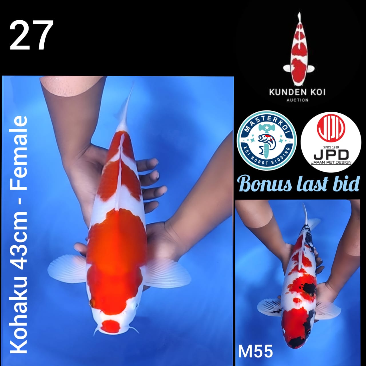 KOHAKU 43cm
