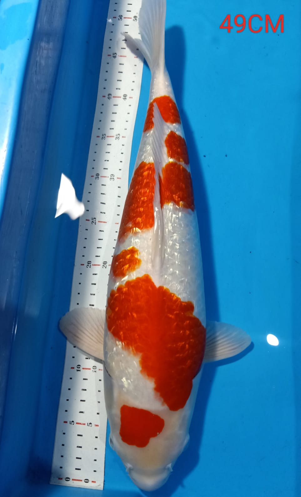 Lelang Koi Online, Jual Beli Ikan Koi, Pusat Jual Beli Koi, Info Lelang Koi Hari Ini, Platform Jual Beli Koi, Jual Beli Ikan Koi Online, Marketplace Ikan Koi, Jual Koi Terbaik, Tempat Beli Koi Berkualitas, Pasar Ikan Koi Online Terpercaya, Penjual Ikan Koi Terpercaya, Beli Koi Hias Online, Ikan Koi untuk Dijual, Koi Kualitas Terbaik, Toko Online Ikan Koi, Koi Hias Untuk Dijual, Jual Beli Ikan Koi Lokal, Koi Indonesia Online, Pusat Jual Beli Koi Terbesar