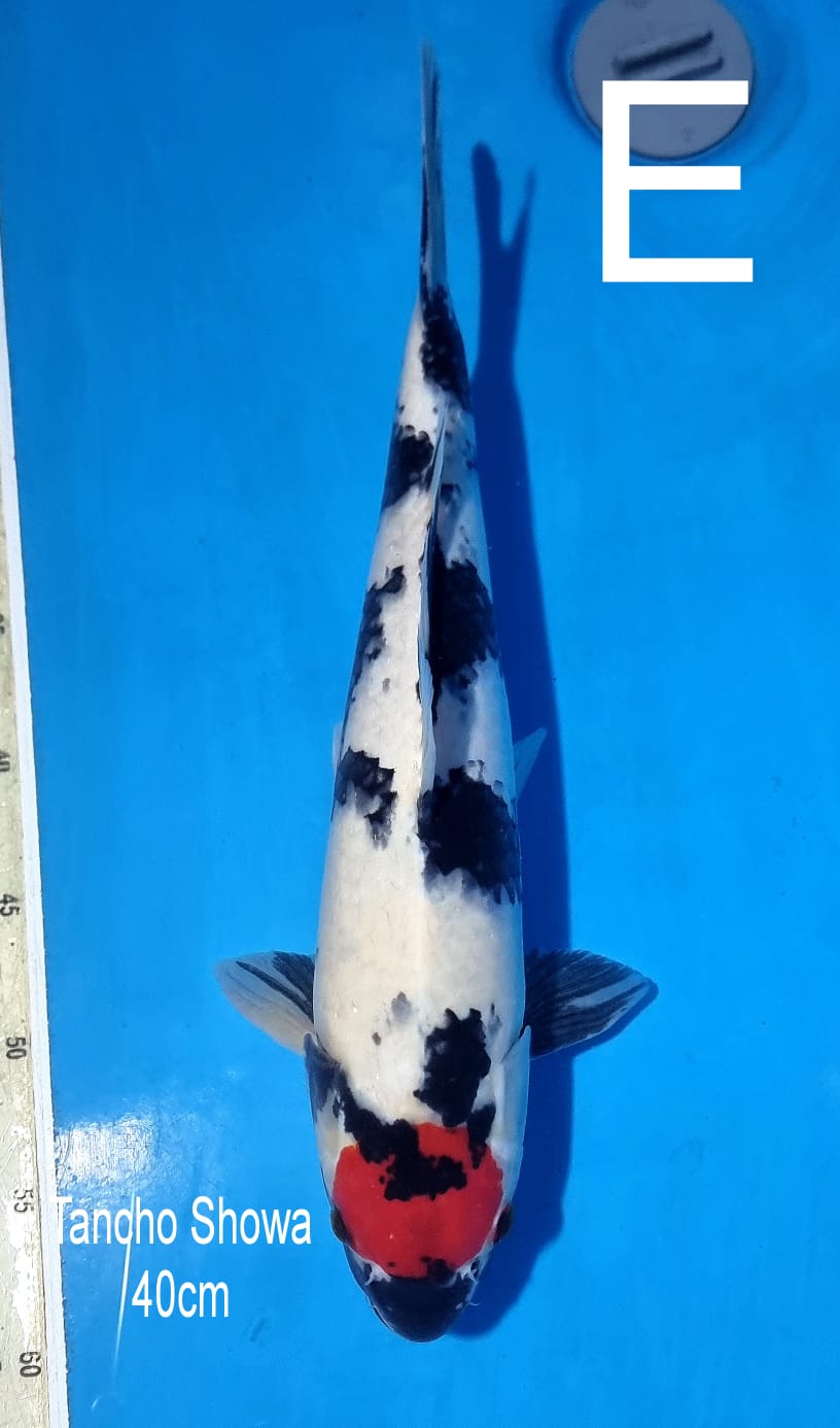 TANCHO SHOWA 40cm