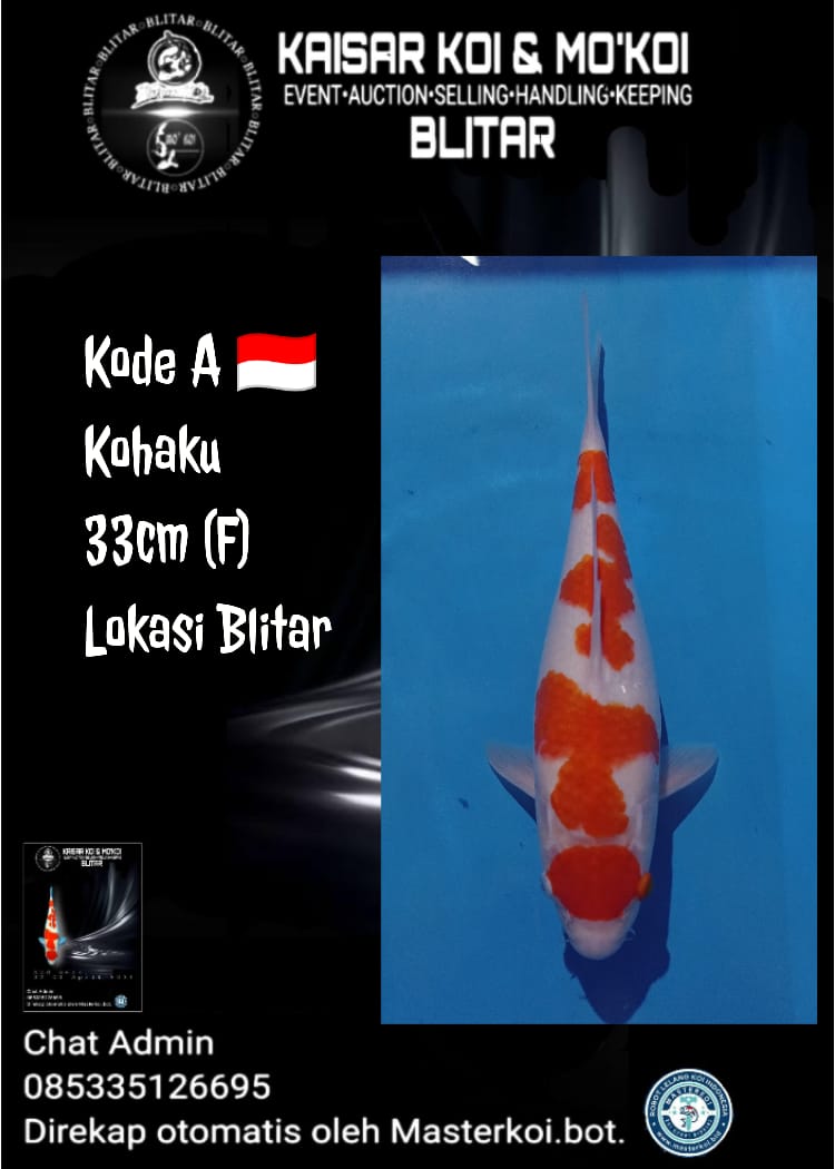 Lelang Koi Online, Jual Beli Ikan Koi, Pusat Jual Beli Koi, Info Lelang Koi Hari Ini, Platform Jual Beli Koi, Jual Beli Ikan Koi Online, Marketplace Ikan Koi, Jual Koi Terbaik, Tempat Beli Koi Berkualitas, Pasar Ikan Koi Online Terpercaya, Penjual Ikan Koi Terpercaya, Beli Koi Hias Online, Ikan Koi untuk Dijual, Koi Kualitas Terbaik, Toko Online Ikan Koi, Koi Hias Untuk Dijual, Jual Beli Ikan Koi Lokal, Koi Indonesia Online, Pusat Jual Beli Koi Terbesar