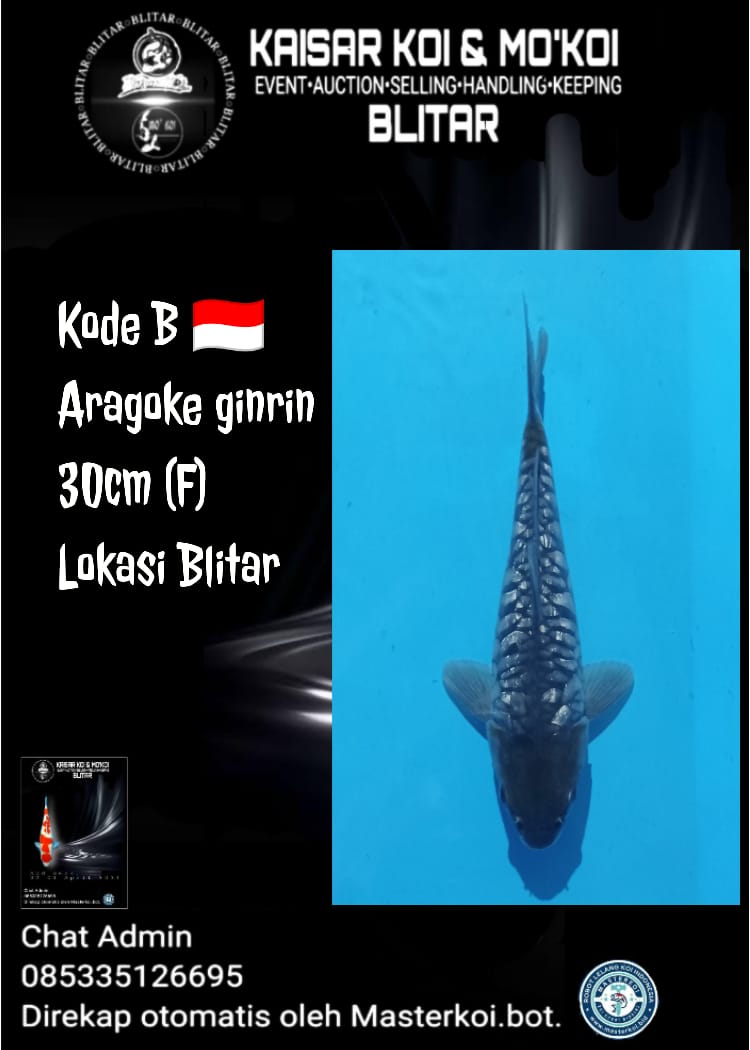 Lelang Koi Online, Jual Beli Ikan Koi, Pusat Jual Beli Koi, Info Lelang Koi Hari Ini, Platform Jual Beli Koi, Jual Beli Ikan Koi Online, Marketplace Ikan Koi, Jual Koi Terbaik, Tempat Beli Koi Berkualitas, Pasar Ikan Koi Online Terpercaya, Penjual Ikan Koi Terpercaya, Beli Koi Hias Online, Ikan Koi untuk Dijual, Koi Kualitas Terbaik, Toko Online Ikan Koi, Koi Hias Untuk Dijual, Jual Beli Ikan Koi Lokal, Koi Indonesia Online, Pusat Jual Beli Koi Terbesar