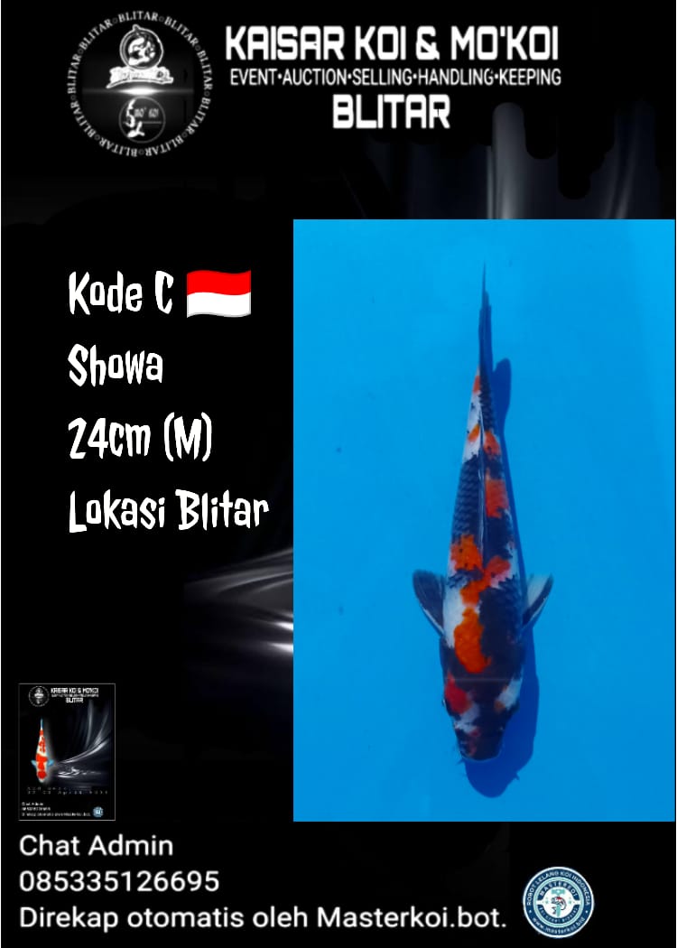 Lelang Koi Online, Jual Beli Ikan Koi, Pusat Jual Beli Koi, Info Lelang Koi Hari Ini, Platform Jual Beli Koi, Jual Beli Ikan Koi Online, Marketplace Ikan Koi, Jual Koi Terbaik, Tempat Beli Koi Berkualitas, Pasar Ikan Koi Online Terpercaya, Penjual Ikan Koi Terpercaya, Beli Koi Hias Online, Ikan Koi untuk Dijual, Koi Kualitas Terbaik, Toko Online Ikan Koi, Koi Hias Untuk Dijual, Jual Beli Ikan Koi Lokal, Koi Indonesia Online, Pusat Jual Beli Koi Terbesar