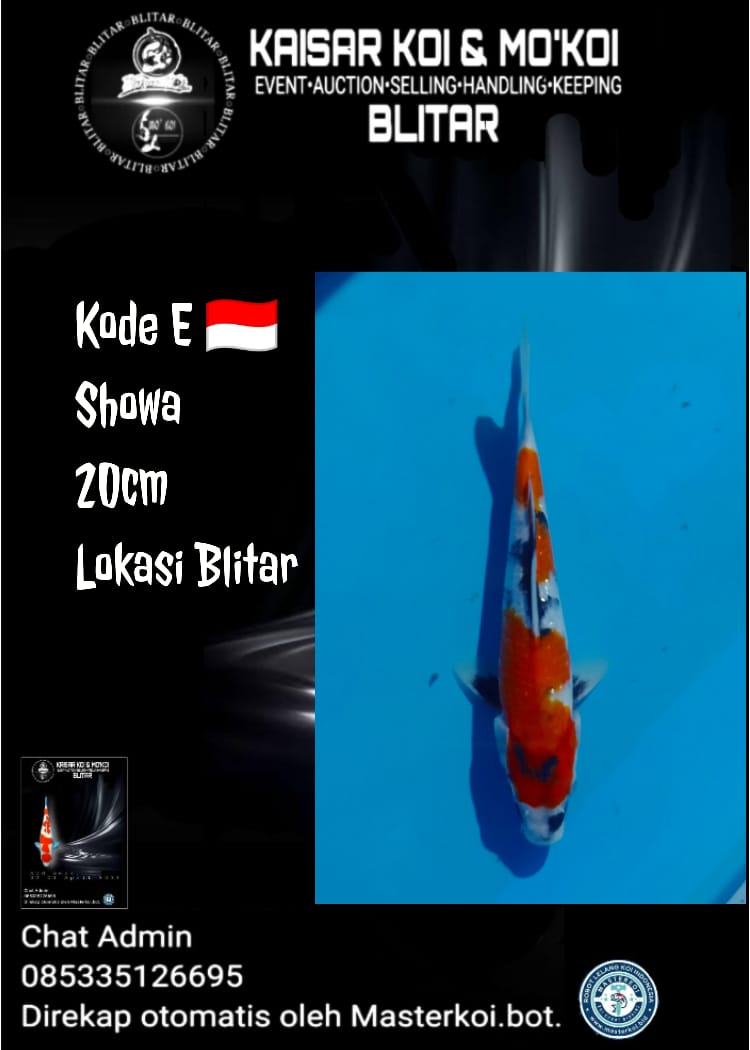 Lelang Koi Online, Jual Beli Ikan Koi, Pusat Jual Beli Koi, Info Lelang Koi Hari Ini, Platform Jual Beli Koi, Jual Beli Ikan Koi Online, Marketplace Ikan Koi, Jual Koi Terbaik, Tempat Beli Koi Berkualitas, Pasar Ikan Koi Online Terpercaya, Penjual Ikan Koi Terpercaya, Beli Koi Hias Online, Ikan Koi untuk Dijual, Koi Kualitas Terbaik, Toko Online Ikan Koi, Koi Hias Untuk Dijual, Jual Beli Ikan Koi Lokal, Koi Indonesia Online, Pusat Jual Beli Koi Terbesar