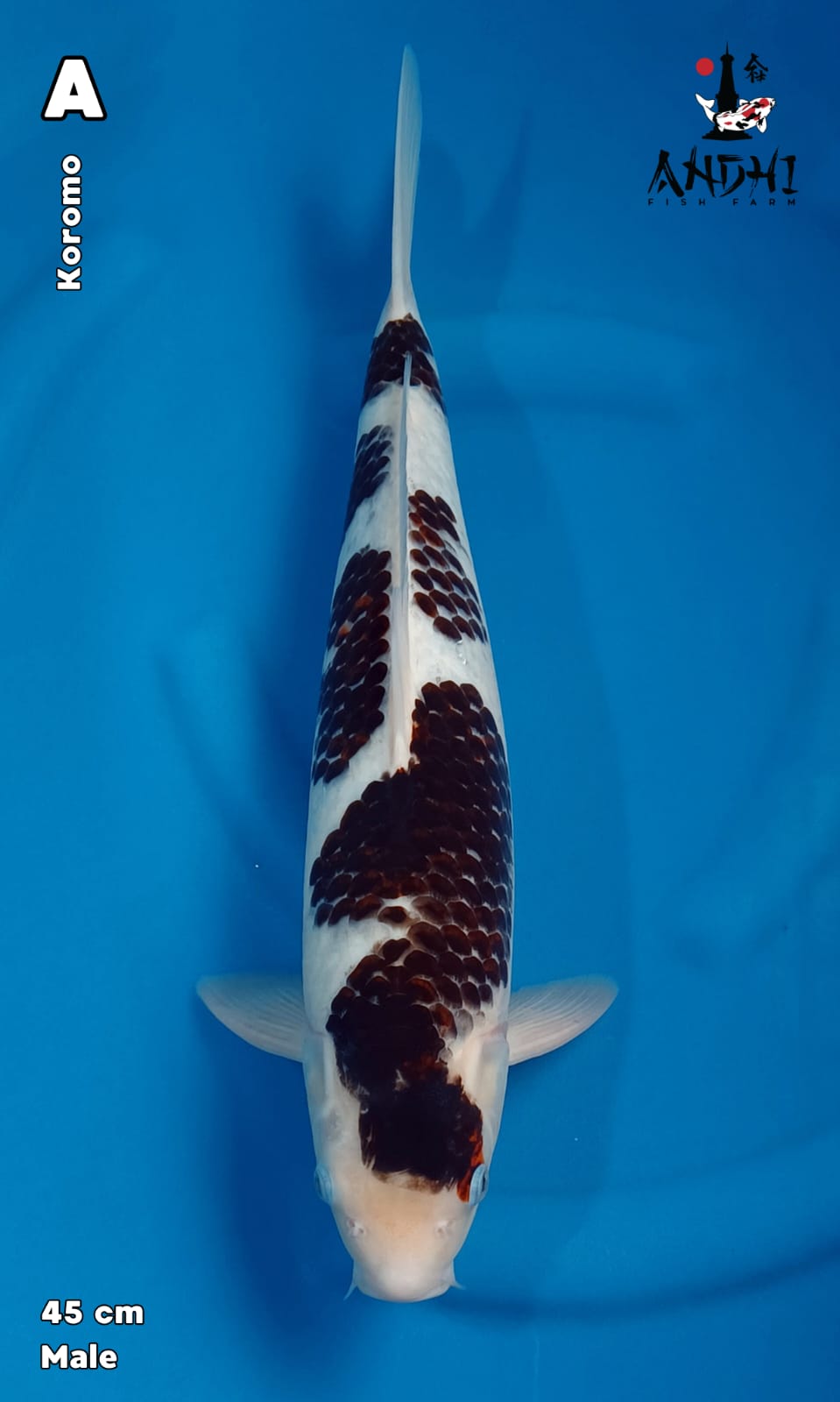 Lelang Koi Online, Jual Beli Ikan Koi, Pusat Jual Beli Koi, Info Lelang Koi Hari Ini, Platform Jual Beli Koi, Jual Beli Ikan Koi Online, Marketplace Ikan Koi, Jual Koi Terbaik, Tempat Beli Koi Berkualitas, Pasar Ikan Koi Online Terpercaya, Penjual Ikan Koi Terpercaya, Beli Koi Hias Online, Ikan Koi untuk Dijual, Koi Kualitas Terbaik, Toko Online Ikan Koi, Koi Hias Untuk Dijual, Jual Beli Ikan Koi Lokal, Koi Indonesia Online, Pusat Jual Beli Koi Terbesar