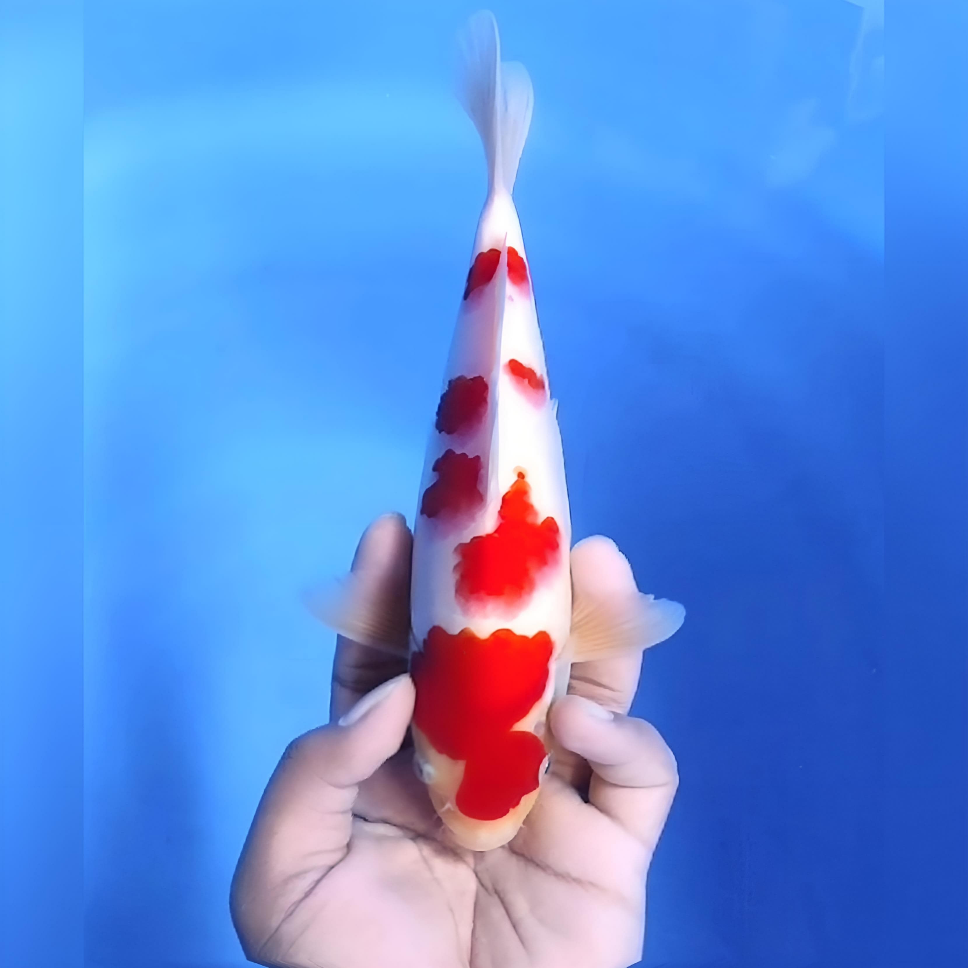 Lelang Koi Online, Jual Beli Ikan Koi, Pusat Jual Beli Koi, Info Lelang Koi Hari Ini, Platform Jual Beli Koi, Jual Beli Ikan Koi Online, Marketplace Ikan Koi, Jual Koi Terbaik, Tempat Beli Koi Berkualitas, Pasar Ikan Koi Online Terpercaya, Penjual Ikan Koi Terpercaya, Beli Koi Hias Online, Ikan Koi untuk Dijual, Koi Kualitas Terbaik, Toko Online Ikan Koi, Koi Hias Untuk Dijual, Jual Beli Ikan Koi Lokal, Koi Indonesia Online, Pusat Jual Beli Koi Terbesar