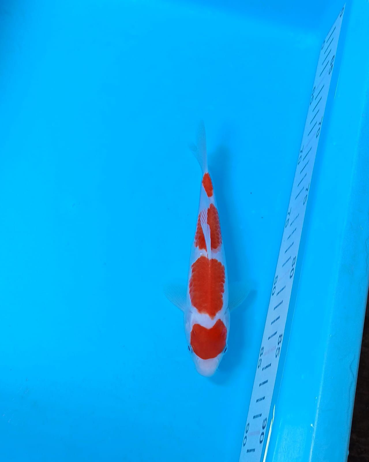 Lelang Koi Online, Jual Beli Ikan Koi, Pusat Jual Beli Koi, Info Lelang Koi Hari Ini, Platform Jual Beli Koi, Jual Beli Ikan Koi Online, Marketplace Ikan Koi, Jual Koi Terbaik, Tempat Beli Koi Berkualitas, Pasar Ikan Koi Online Terpercaya, Penjual Ikan Koi Terpercaya, Beli Koi Hias Online, Ikan Koi untuk Dijual, Koi Kualitas Terbaik, Toko Online Ikan Koi, Koi Hias Untuk Dijual, Jual Beli Ikan Koi Lokal, Koi Indonesia Online, Pusat Jual Beli Koi Terbesar