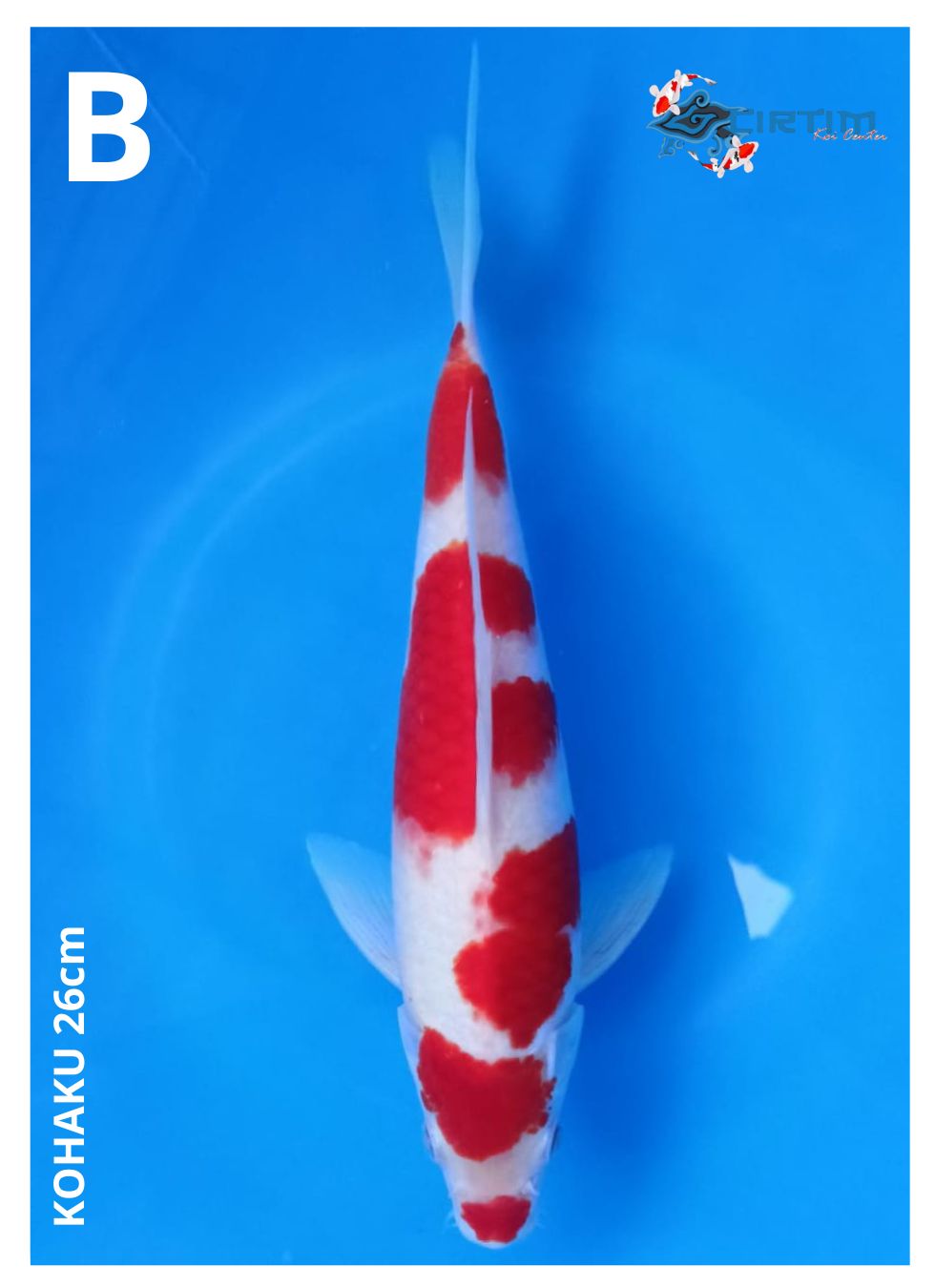 Lelang Koi Online, Jual Beli Ikan Koi, Pusat Jual Beli Koi, Info Lelang Koi Hari Ini, Platform Jual Beli Koi, Jual Beli Ikan Koi Online, Marketplace Ikan Koi, Jual Koi Terbaik, Tempat Beli Koi Berkualitas, Pasar Ikan Koi Online Terpercaya, Penjual Ikan Koi Terpercaya, Beli Koi Hias Online, Ikan Koi untuk Dijual, Koi Kualitas Terbaik, Toko Online Ikan Koi, Koi Hias Untuk Dijual, Jual Beli Ikan Koi Lokal, Koi Indonesia Online, Pusat Jual Beli Koi Terbesar