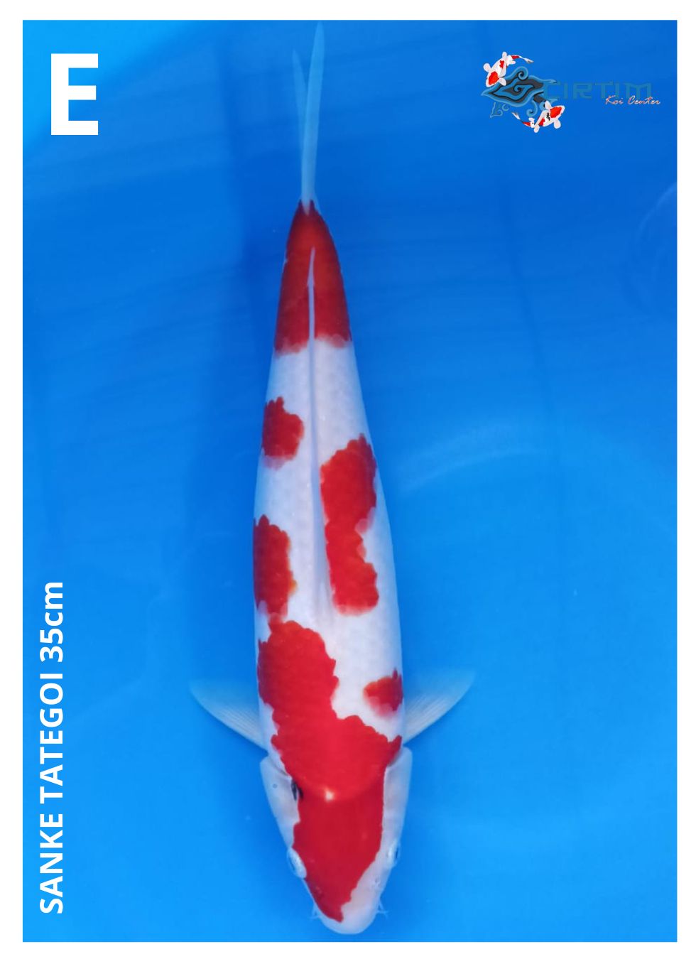 Lelang Koi Online, Jual Beli Ikan Koi, Pusat Jual Beli Koi, Info Lelang Koi Hari Ini, Platform Jual Beli Koi, Jual Beli Ikan Koi Online, Marketplace Ikan Koi, Jual Koi Terbaik, Tempat Beli Koi Berkualitas, Pasar Ikan Koi Online Terpercaya, Penjual Ikan Koi Terpercaya, Beli Koi Hias Online, Ikan Koi untuk Dijual, Koi Kualitas Terbaik, Toko Online Ikan Koi, Koi Hias Untuk Dijual, Jual Beli Ikan Koi Lokal, Koi Indonesia Online, Pusat Jual Beli Koi Terbesar