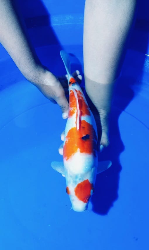 MARUTEN SANKE TSUBOSUMI 37cm