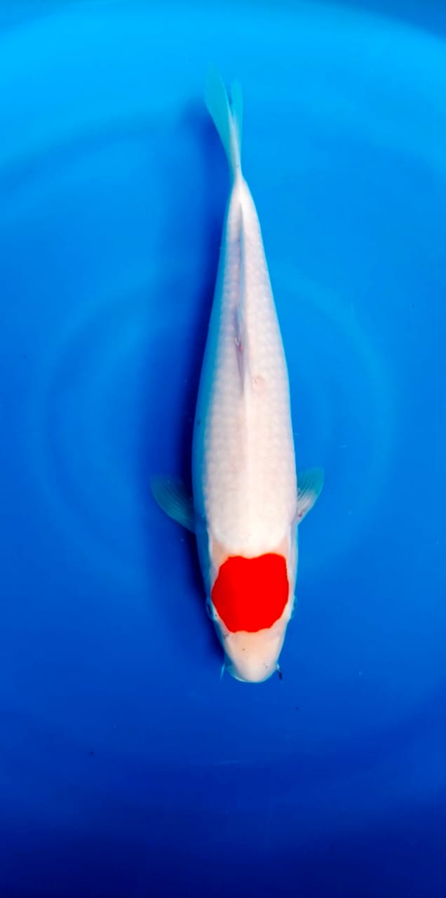 TANCO KOHAKU ORIGINAL SUPER RED STRONG PUTIH BERSIH SKIN HALUS 37cm FEMALE