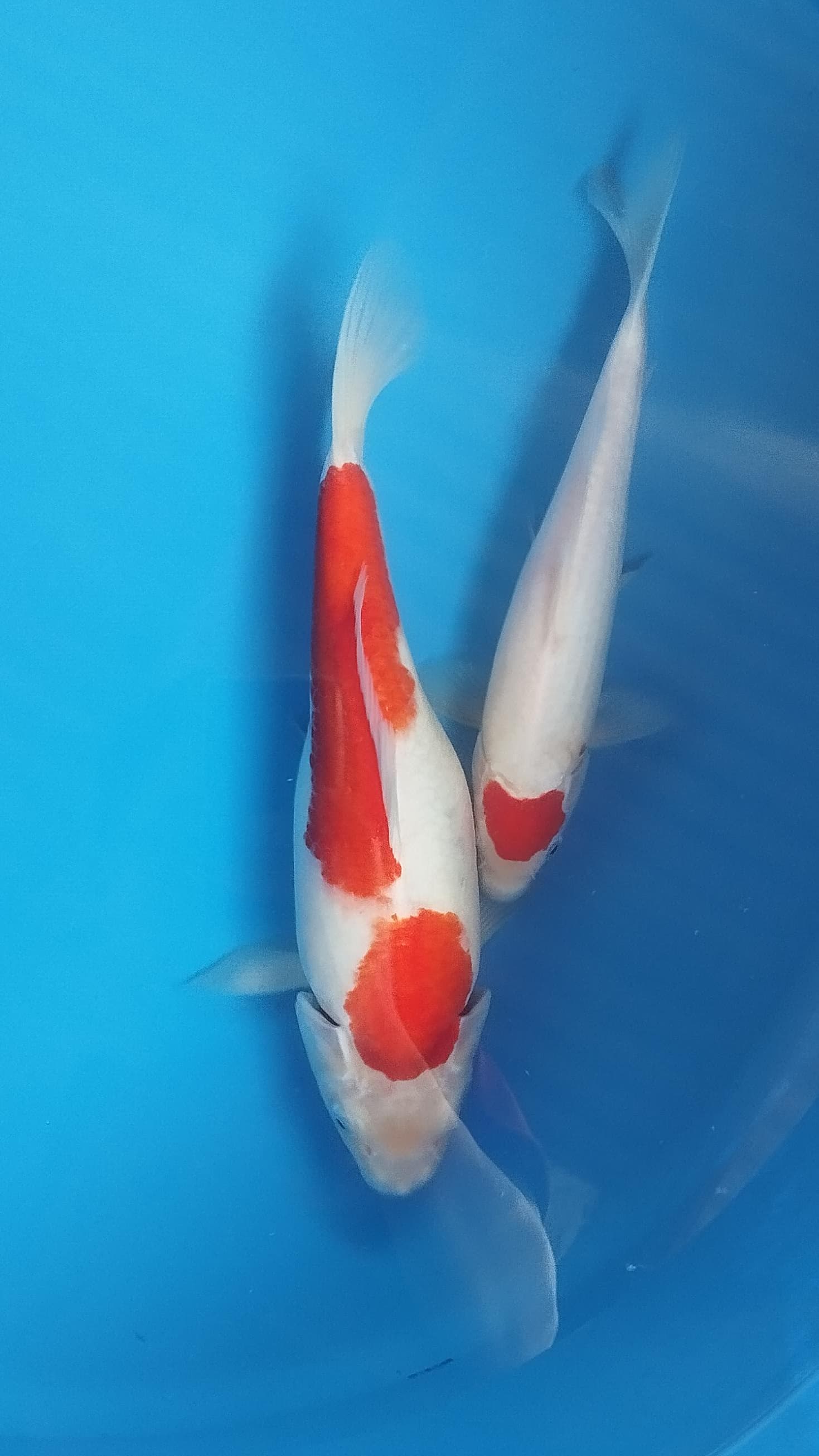 Lelang Koi Online, Jual Beli Ikan Koi, Pusat Jual Beli Koi, Info Lelang Koi Hari Ini, Platform Jual Beli Koi, Jual Beli Ikan Koi Online, Marketplace Ikan Koi, Jual Koi Terbaik, Tempat Beli Koi Berkualitas, Pasar Ikan Koi Online Terpercaya, Penjual Ikan Koi Terpercaya, Beli Koi Hias Online, Ikan Koi untuk Dijual, Koi Kualitas Terbaik, Toko Online Ikan Koi, Koi Hias Untuk Dijual, Jual Beli Ikan Koi Lokal, Koi Indonesia Online, Pusat Jual Beli Koi Terbesar
