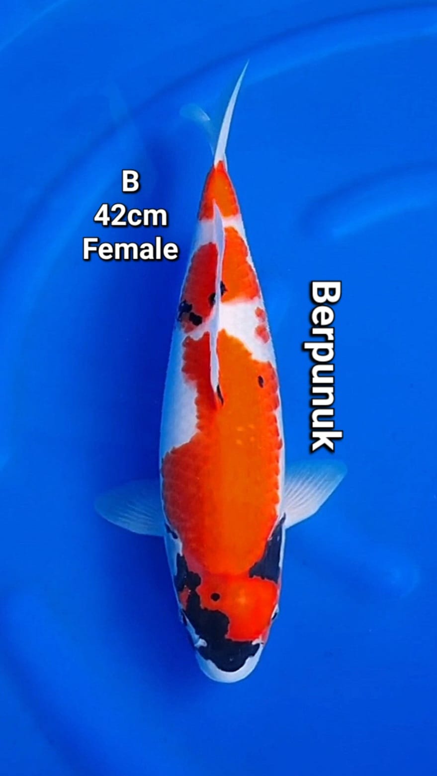 Lelang Koi Online, Jual Beli Ikan Koi, Pusat Jual Beli Koi, Info Lelang Koi Hari Ini, Platform Jual Beli Koi, Jual Beli Ikan Koi Online, Marketplace Ikan Koi, Jual Koi Terbaik, Tempat Beli Koi Berkualitas, Pasar Ikan Koi Online Terpercaya, Penjual Ikan Koi Terpercaya, Beli Koi Hias Online, Ikan Koi untuk Dijual, Koi Kualitas Terbaik, Toko Online Ikan Koi, Koi Hias Untuk Dijual, Jual Beli Ikan Koi Lokal, Koi Indonesia Online, Pusat Jual Beli Koi Terbesar