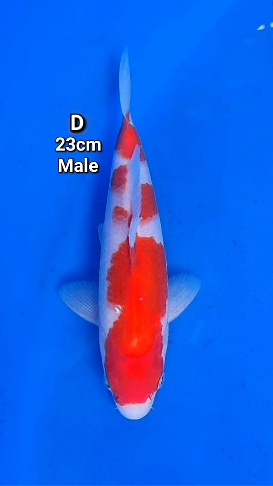Lelang Koi Online, Jual Beli Ikan Koi, Pusat Jual Beli Koi, Info Lelang Koi Hari Ini, Platform Jual Beli Koi, Jual Beli Ikan Koi Online, Marketplace Ikan Koi, Jual Koi Terbaik, Tempat Beli Koi Berkualitas, Pasar Ikan Koi Online Terpercaya, Penjual Ikan Koi Terpercaya, Beli Koi Hias Online, Ikan Koi untuk Dijual, Koi Kualitas Terbaik, Toko Online Ikan Koi, Koi Hias Untuk Dijual, Jual Beli Ikan Koi Lokal, Koi Indonesia Online, Pusat Jual Beli Koi Terbesar