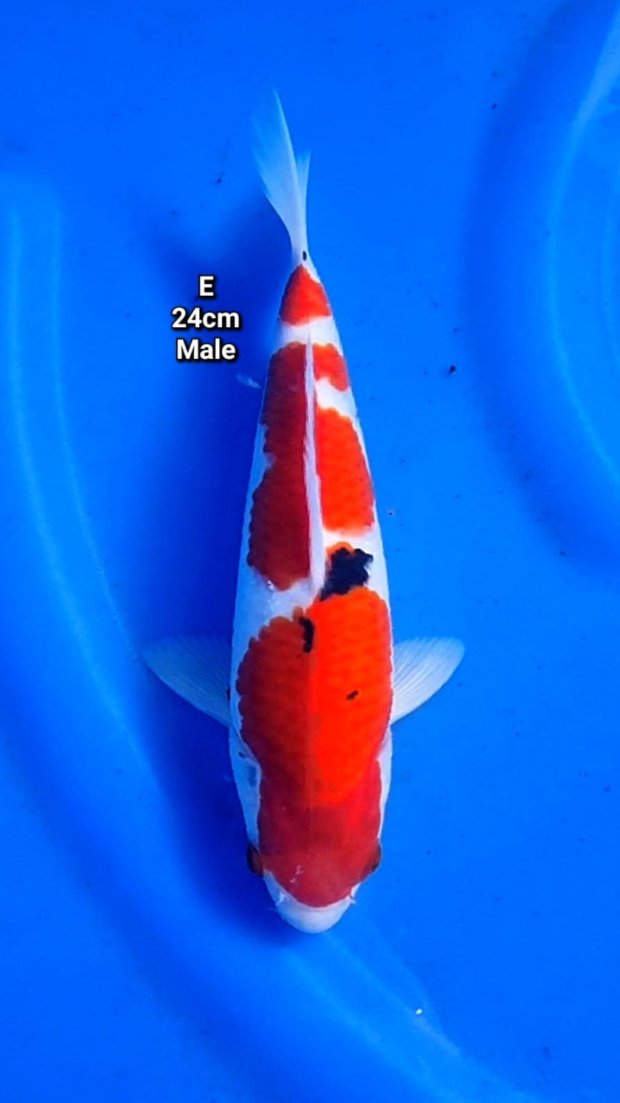 Lelang Koi Online, Jual Beli Ikan Koi, Pusat Jual Beli Koi, Info Lelang Koi Hari Ini, Platform Jual Beli Koi, Jual Beli Ikan Koi Online, Marketplace Ikan Koi, Jual Koi Terbaik, Tempat Beli Koi Berkualitas, Pasar Ikan Koi Online Terpercaya, Penjual Ikan Koi Terpercaya, Beli Koi Hias Online, Ikan Koi untuk Dijual, Koi Kualitas Terbaik, Toko Online Ikan Koi, Koi Hias Untuk Dijual, Jual Beli Ikan Koi Lokal, Koi Indonesia Online, Pusat Jual Beli Koi Terbesar