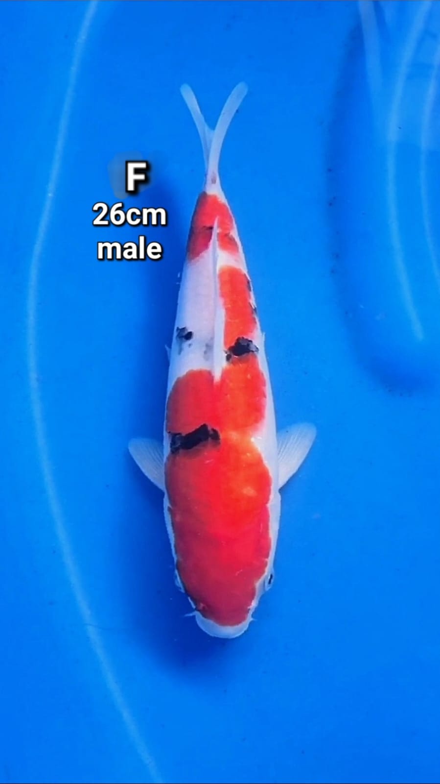 Lelang Koi Online, Jual Beli Ikan Koi, Pusat Jual Beli Koi, Info Lelang Koi Hari Ini, Platform Jual Beli Koi, Jual Beli Ikan Koi Online, Marketplace Ikan Koi, Jual Koi Terbaik, Tempat Beli Koi Berkualitas, Pasar Ikan Koi Online Terpercaya, Penjual Ikan Koi Terpercaya, Beli Koi Hias Online, Ikan Koi untuk Dijual, Koi Kualitas Terbaik, Toko Online Ikan Koi, Koi Hias Untuk Dijual, Jual Beli Ikan Koi Lokal, Koi Indonesia Online, Pusat Jual Beli Koi Terbesar