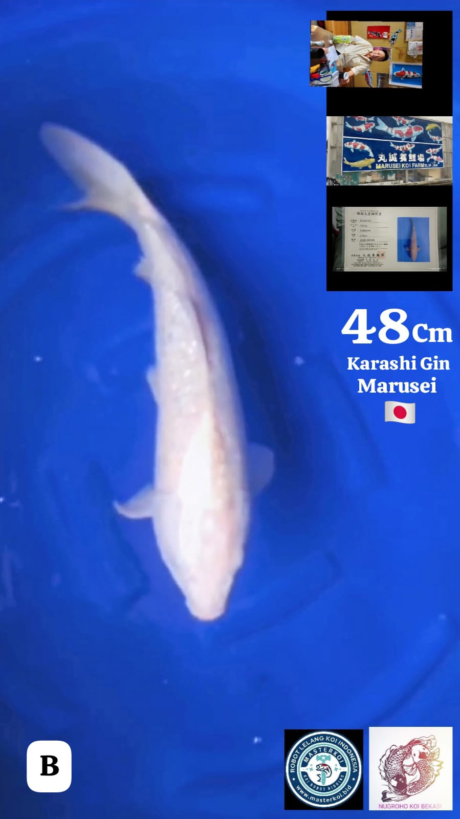 SPESIAL IMPORT KARASHI GINRIN MARUSEI 48cm