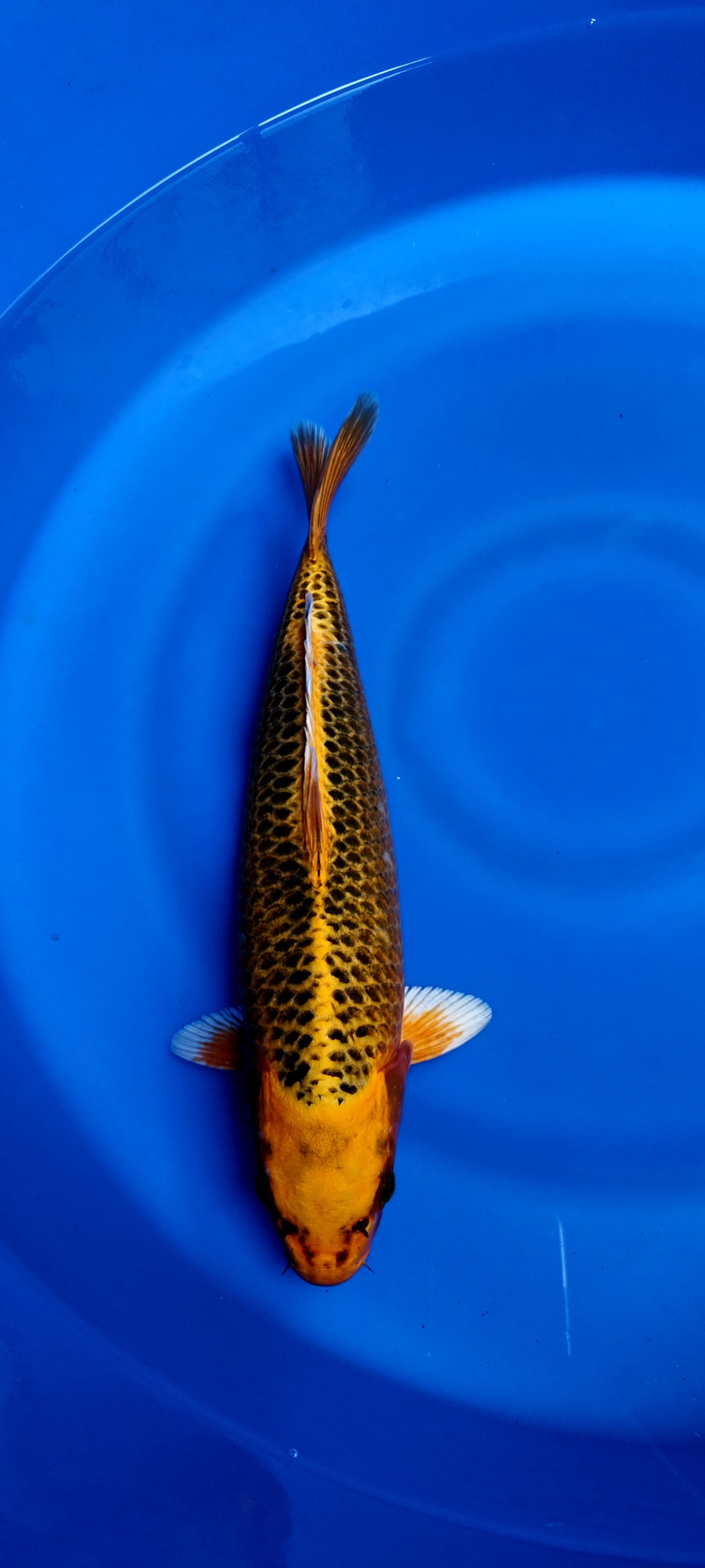 AKA MATSUBA RING SUPER RAPI SKIN HALUS KUALITAS ISTIMEWA 39cm FEMALE