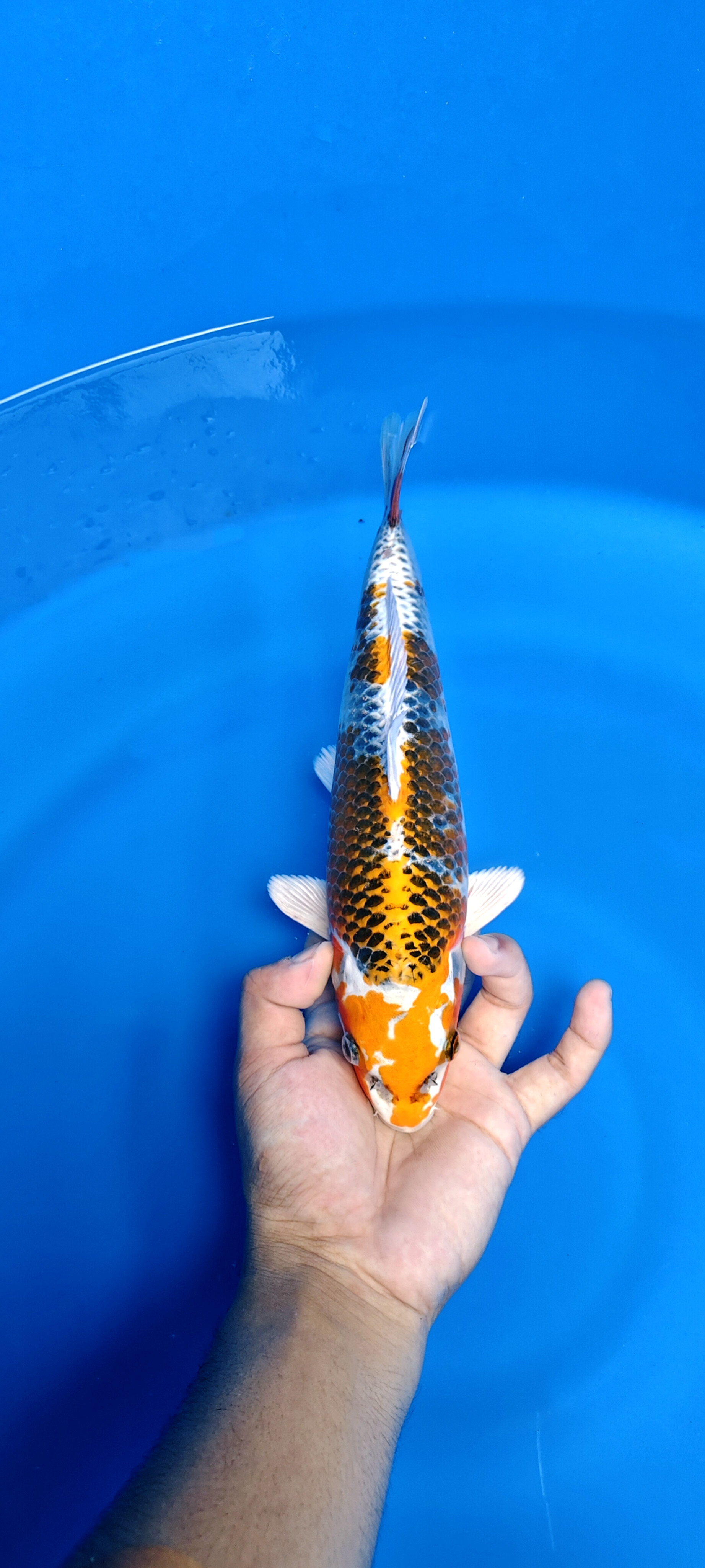 KUJAKU ORIGINAL SUPER MEWAH SKIN HALUS HIKARI TEBAL BAHAN SHOW 29cm MALE