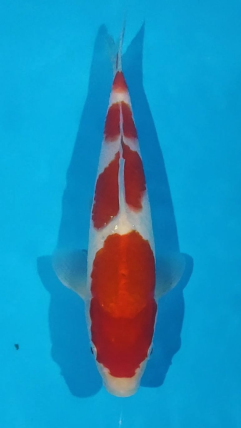 Lelang Koi Online, Jual Beli Ikan Koi, Pusat Jual Beli Koi, Info Lelang Koi Hari Ini, Platform Jual Beli Koi, Jual Beli Ikan Koi Online, Marketplace Ikan Koi, Jual Koi Terbaik, Tempat Beli Koi Berkualitas, Pasar Ikan Koi Online Terpercaya, Penjual Ikan Koi Terpercaya, Beli Koi Hias Online, Ikan Koi untuk Dijual, Koi Kualitas Terbaik, Toko Online Ikan Koi, Koi Hias Untuk Dijual, Jual Beli Ikan Koi Lokal, Koi Indonesia Online, Pusat Jual Beli Koi Terbesar