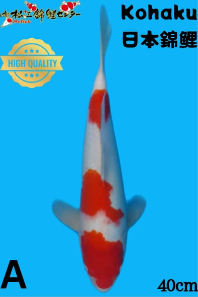 KOHAKU 40cm MATSUE KOI FARM