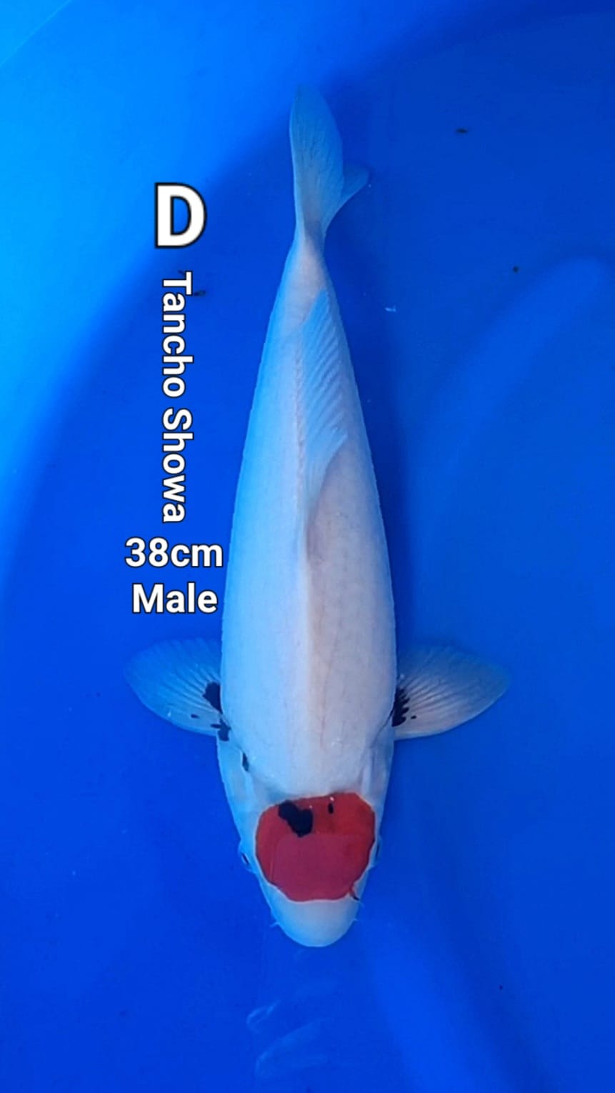 TANCHO SHOWA 38cm