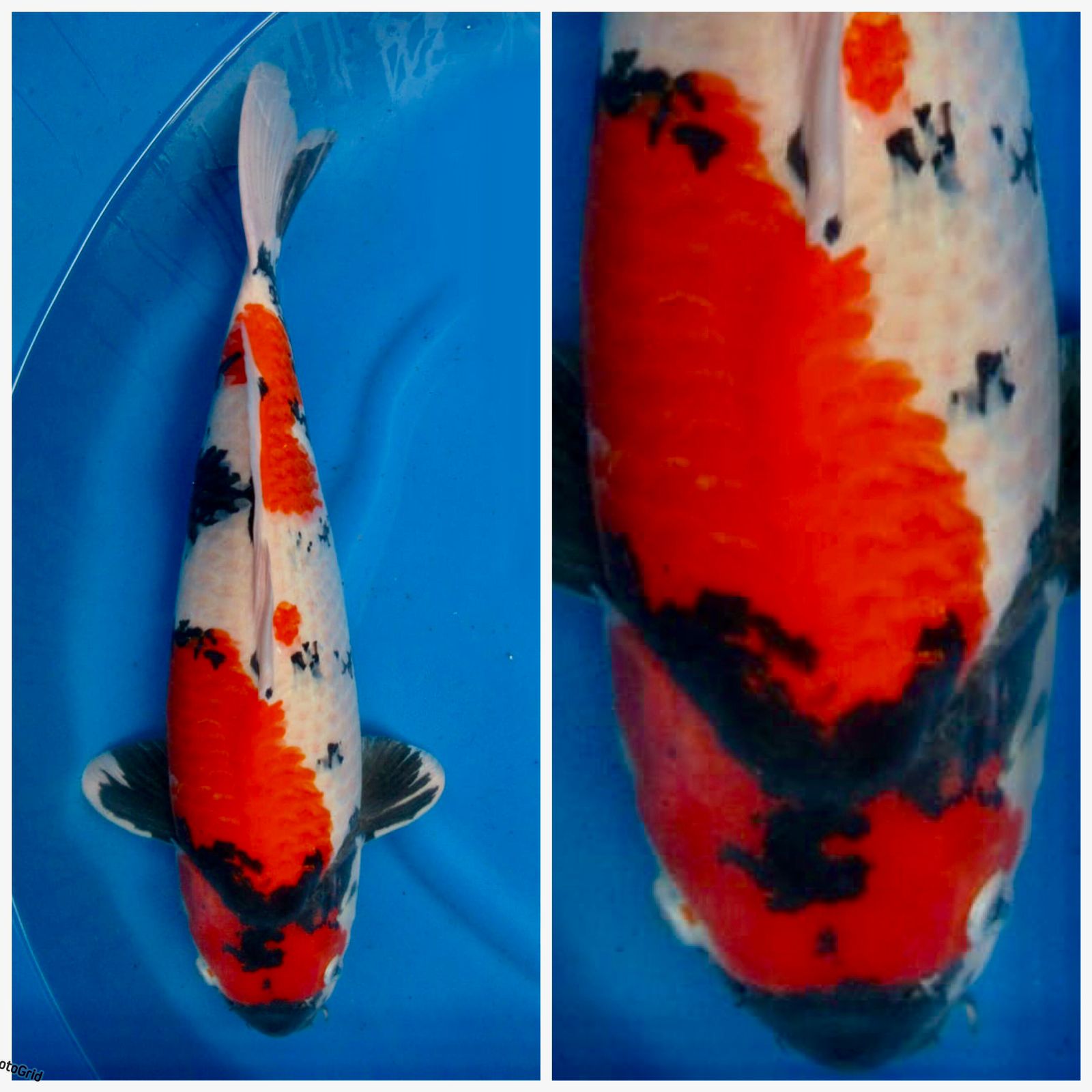 SEPECIAL RAMADHAN SHOWA F1 ISAI SUPER JUMBO IKANBULKY 62cm MALE