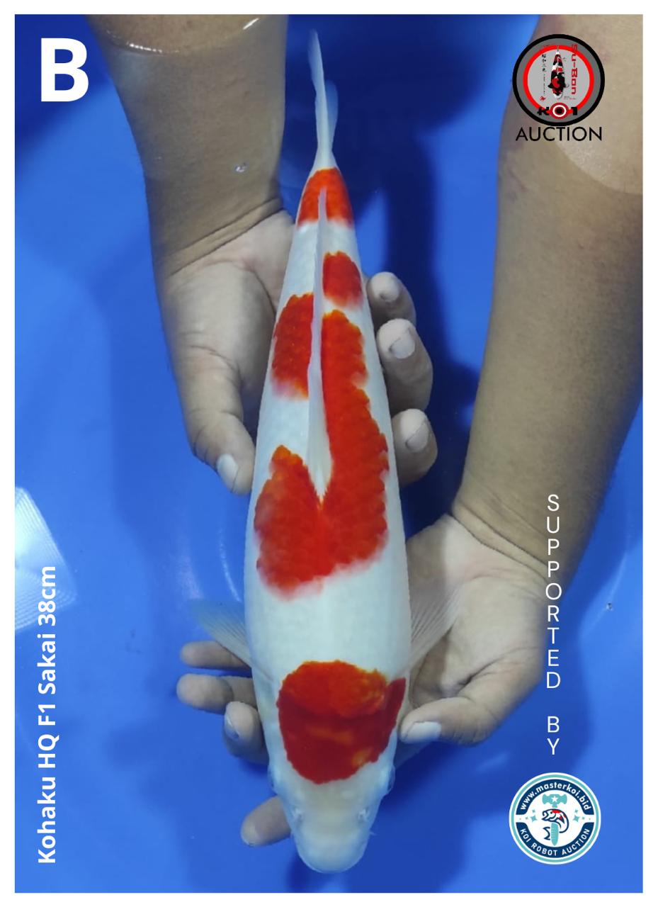 KOHAKU HQ F1 SAKAI 38cm