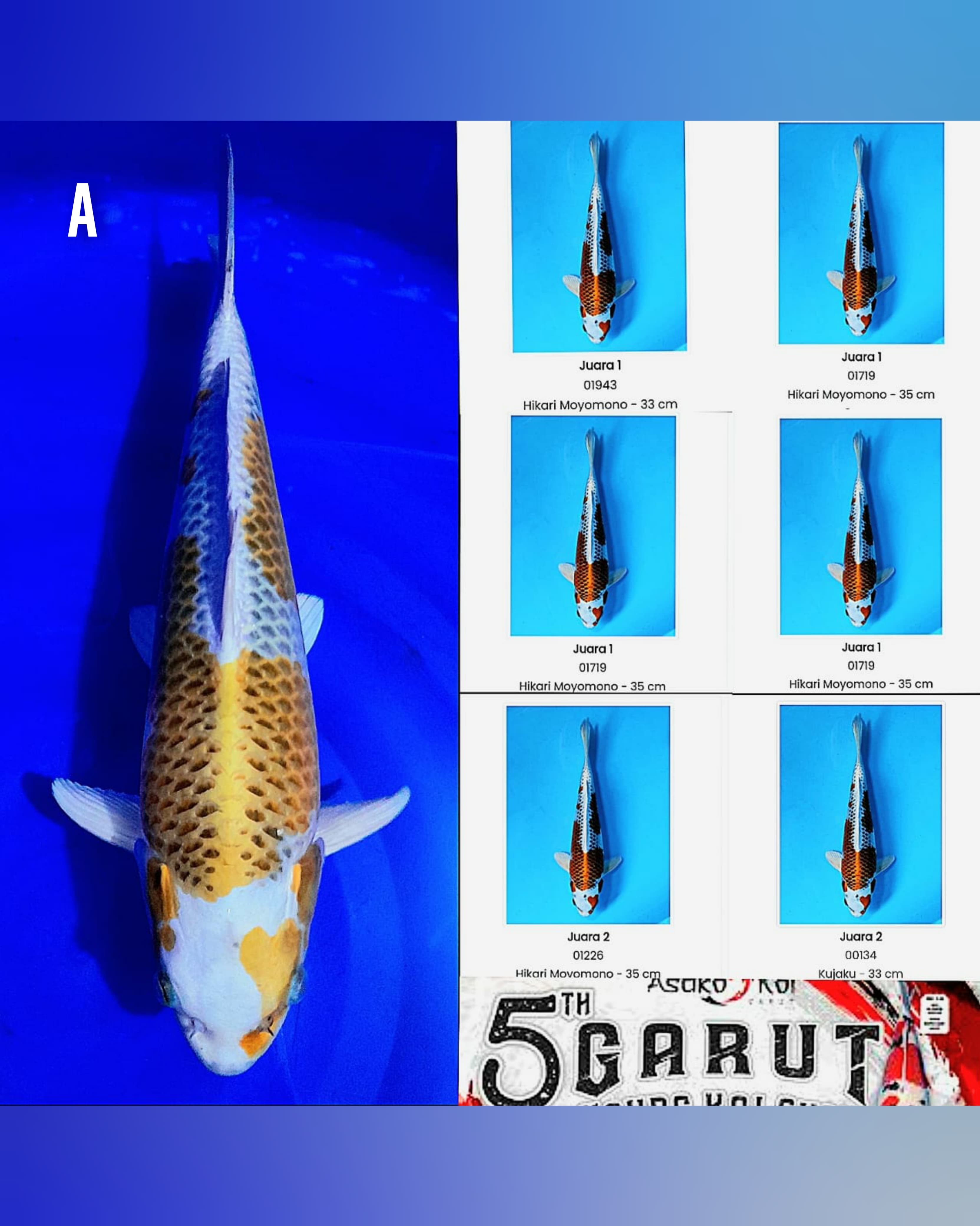 KUJAKU 45cm II LUXSURY XTRIM II SUPER HIKARI II BL F1 OMOSAKO CLEAN II 6X PRESTASI BY WIN 1ST 4X 2ST 2X II READY FOR SHOW II INCLOUD SERTIFIKATPRESTASI