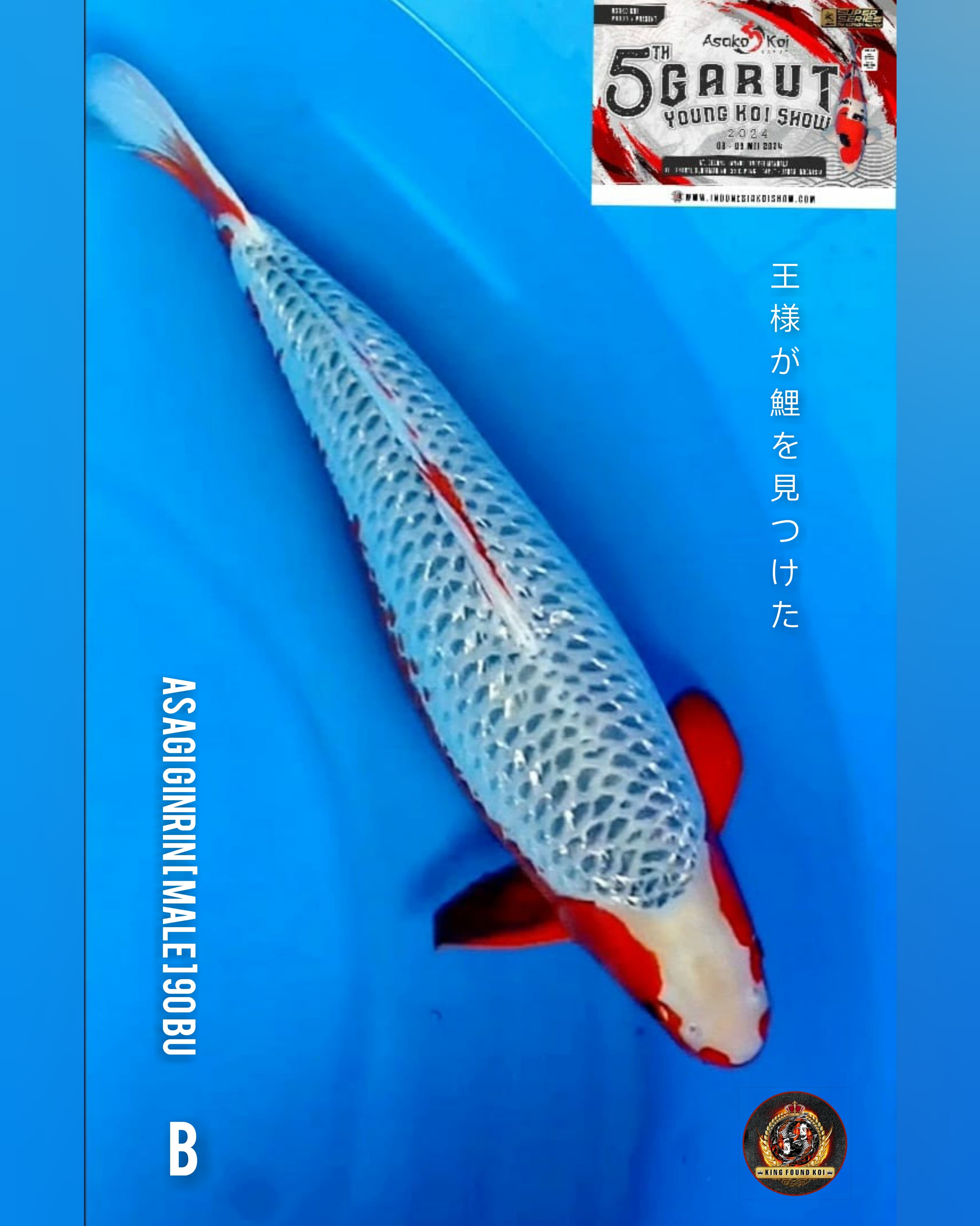 ASAGI GINRIN 90cmBU II BEST LUXURY XTRIM II READY FOR CHAMPION SHOW II BL F1 OOYA BEST II PRESTASI NO INCLOUD II TITIPAN HOBBIES II WE GUARANTEE THAT THERE WILL BE NO QUESTIONS DURING THE AUCTIONWE ALLOW VIDEO CALLS TO SEE THE CONDITION OF THE FISH TO TH