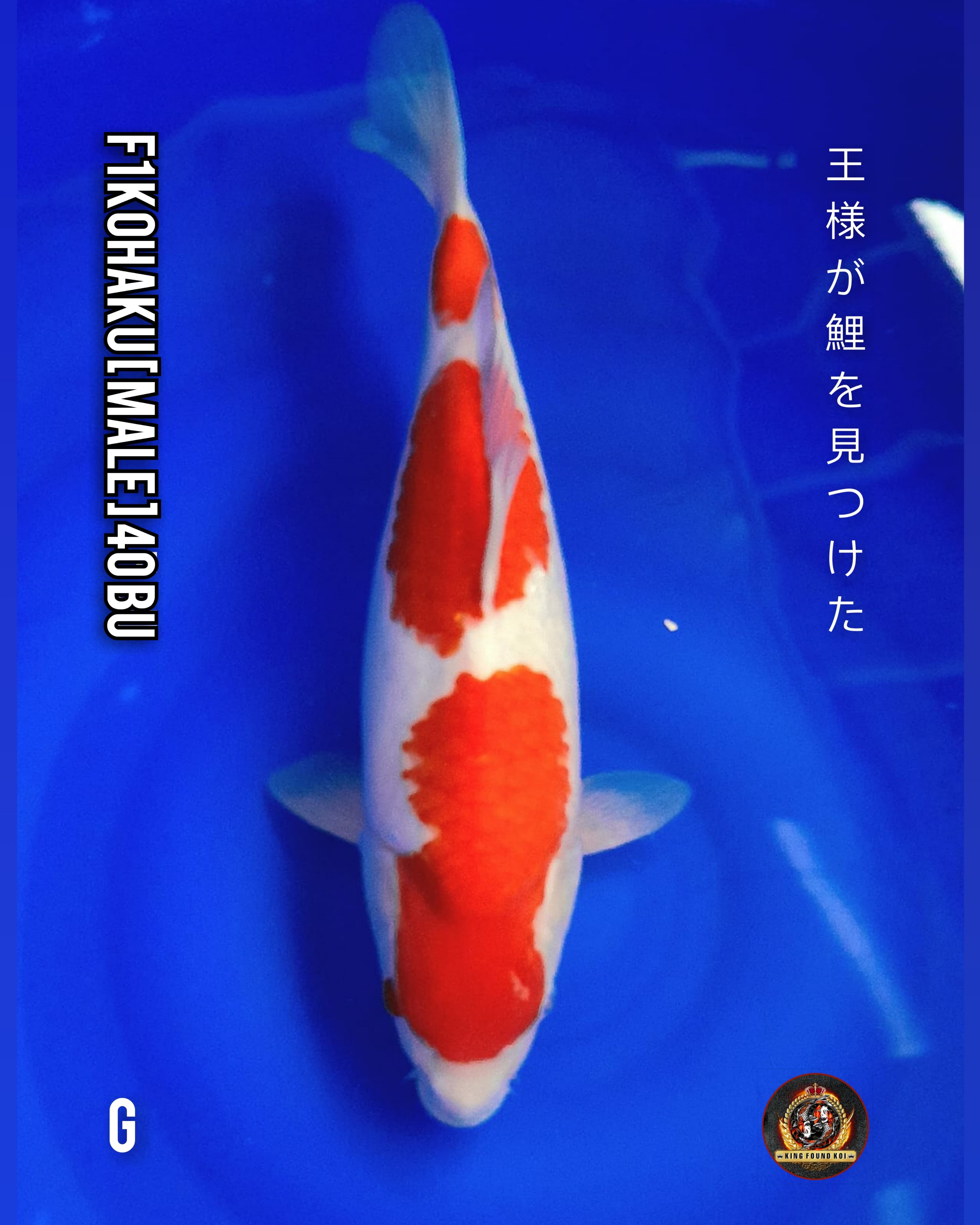 KOHAKU 40cmBU II SUPERBULKY II 3 STEP II BERPUNDUK II WHITE CLEAN RED BLOOD II QUALITY SHOW II BLF1 LINE DAINICHI II LUXURY