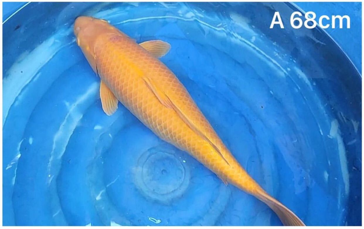 KARASHI SIZE 68cm