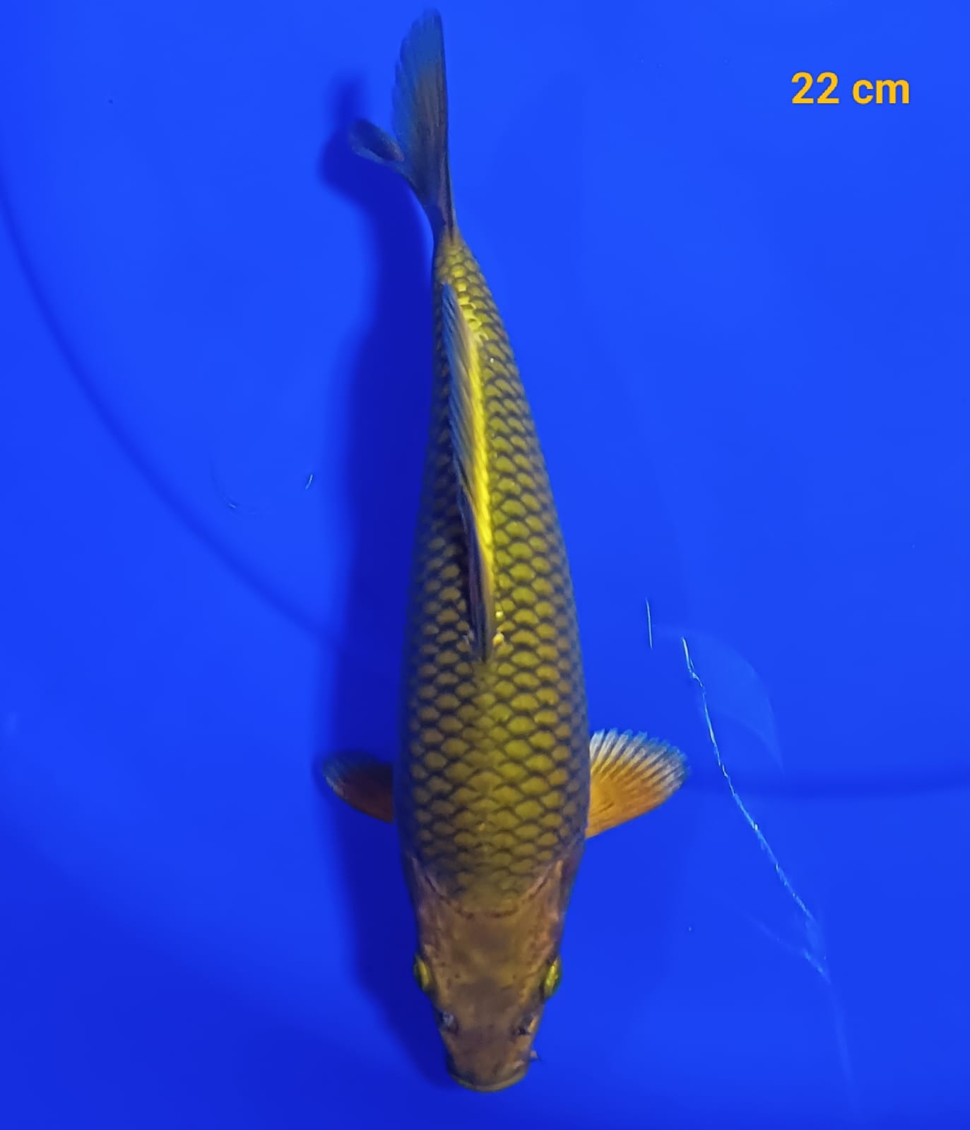 CHAGOI HIJAU 22cm